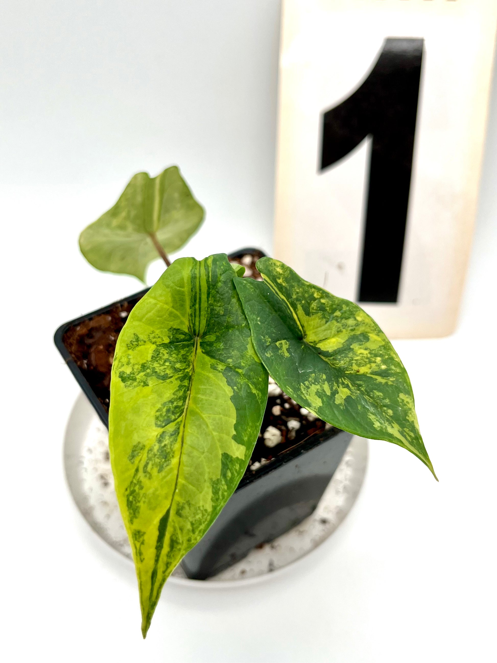 Alocasia Scalprum Variegata