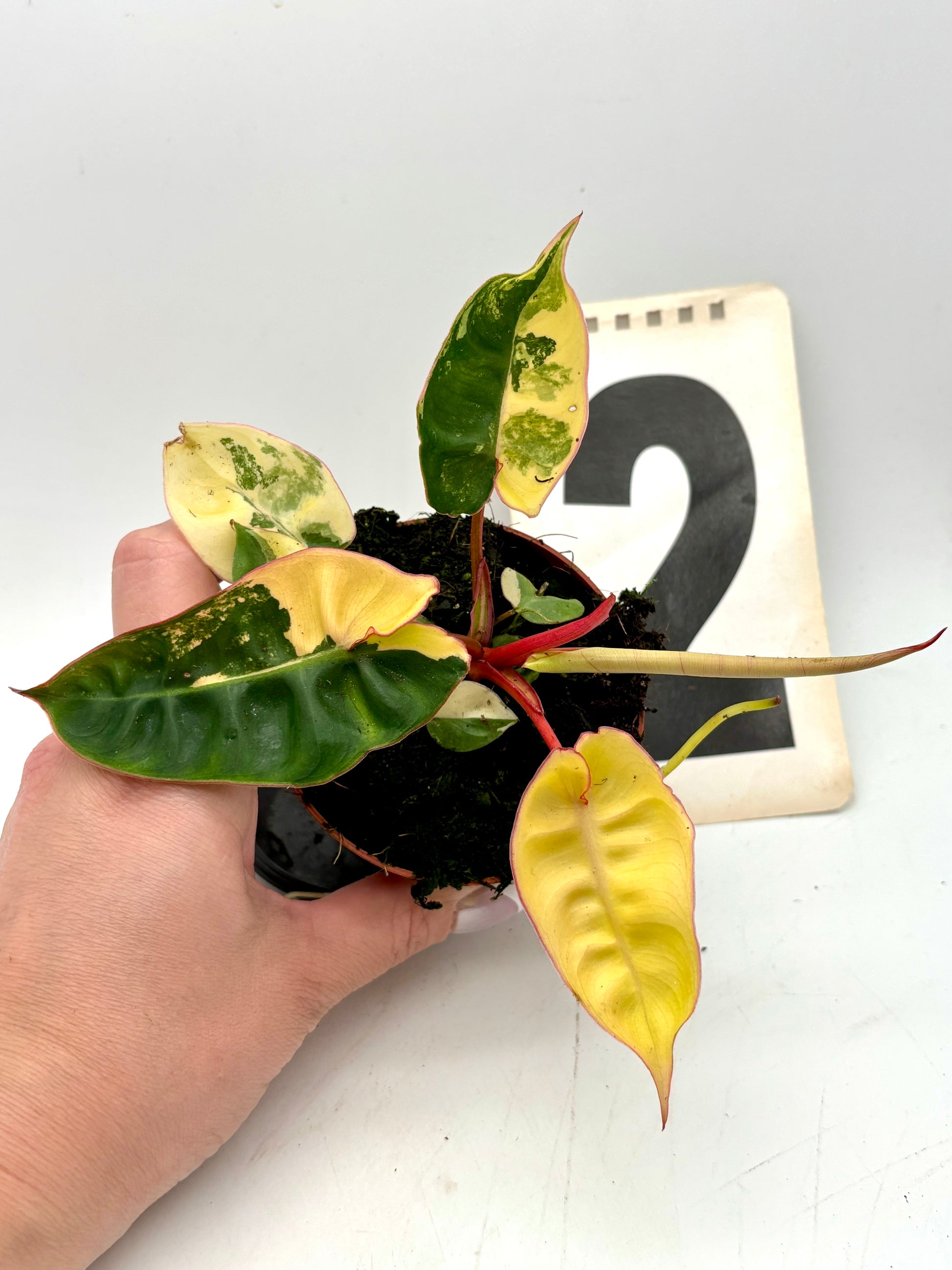 Philodendron Billietiae Variegata