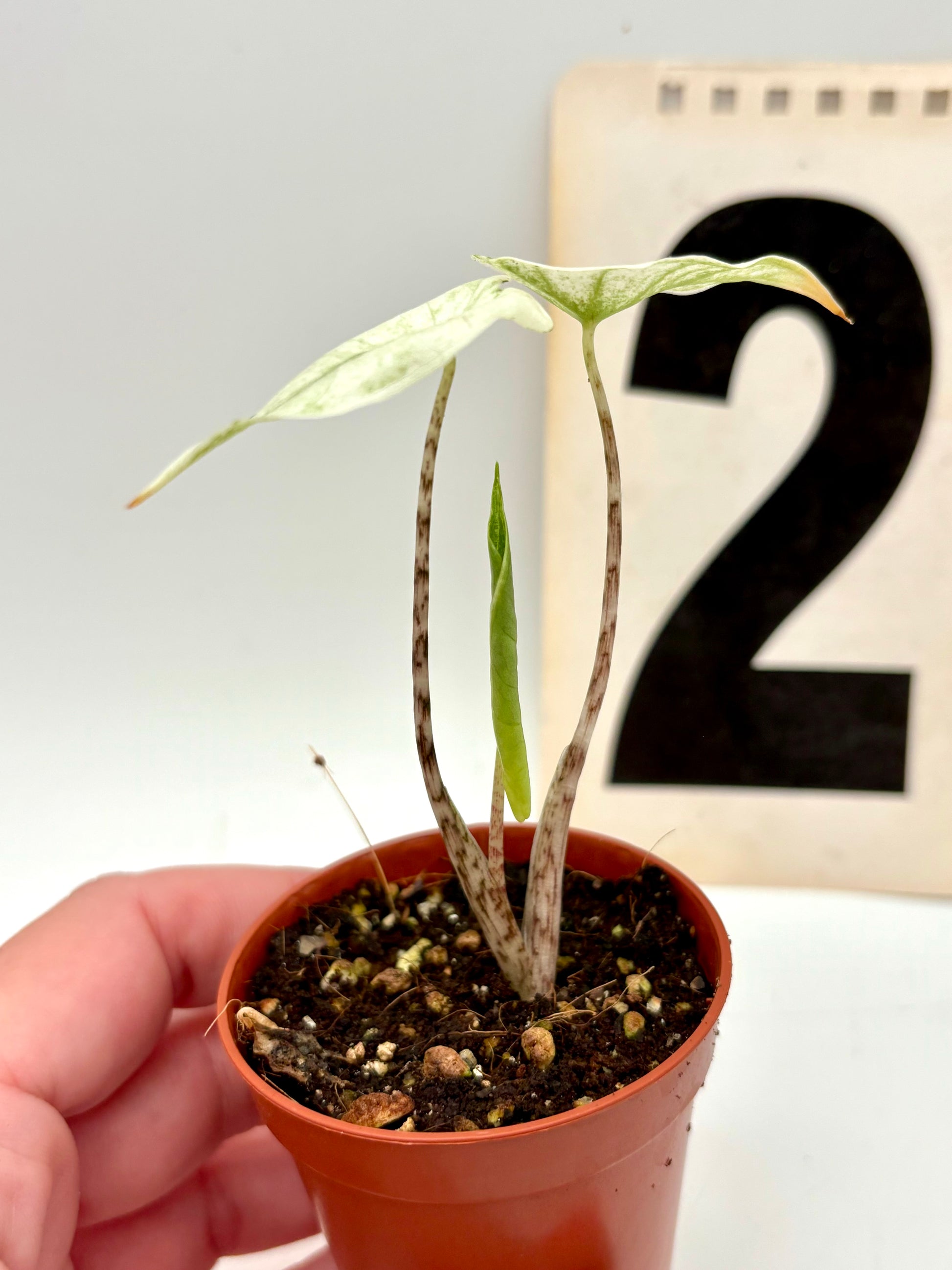 Alocasia Zebrina Mint Variegata Pflanze mit grünen und weißen gestreiften Blättern, Indoor-Pflanze von Exotic-Flowers