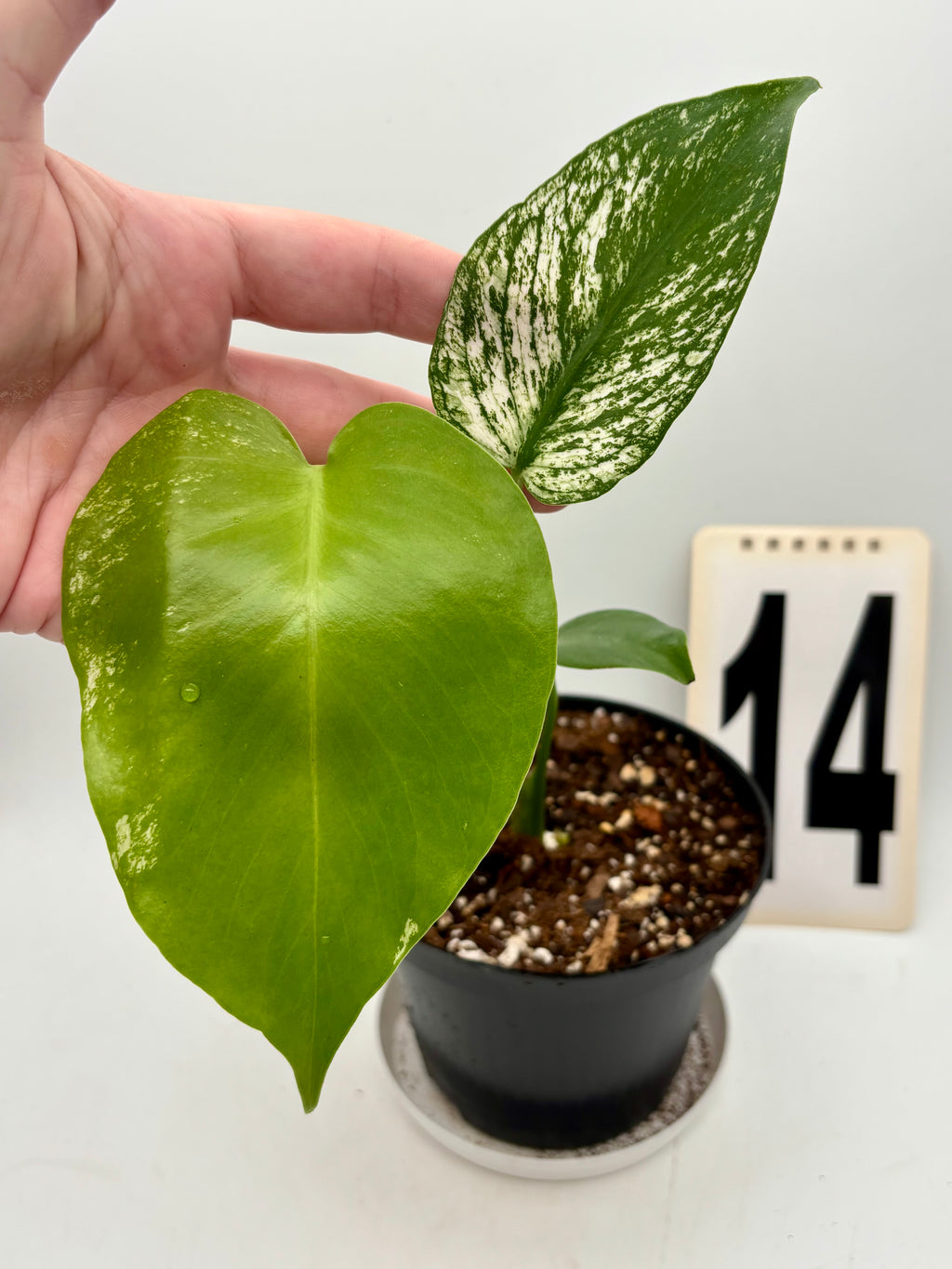 Große Monstera Devil Monster Pflanze von Exotic-Flowers mit charakteristischen, tiefgrünen Blättern und einzigartigem Muster.
