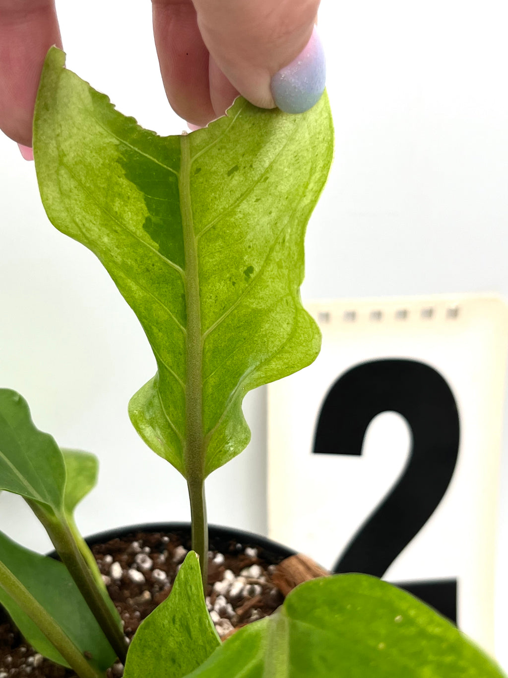Anthurium Hookeri Variegata