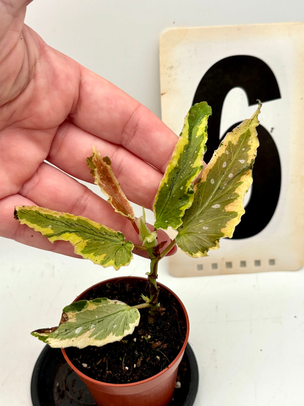 Begonia Dainty Spray Sport Variegata