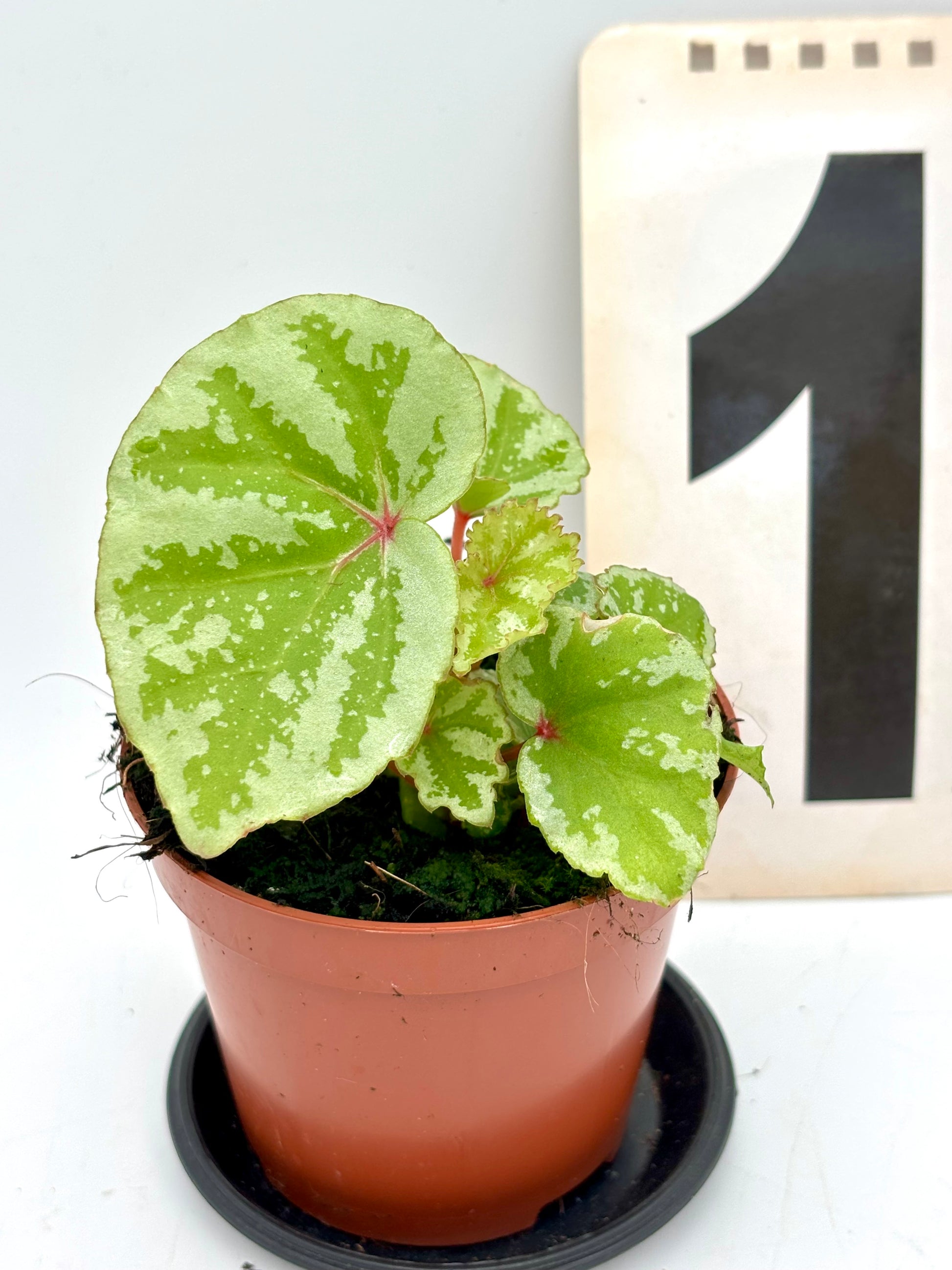 Begonie Temuyuk von Exotic-Flowers, frische grüne Blätter und bunte Blüten in einem Topf, ideal für Zimmerpflanzen.