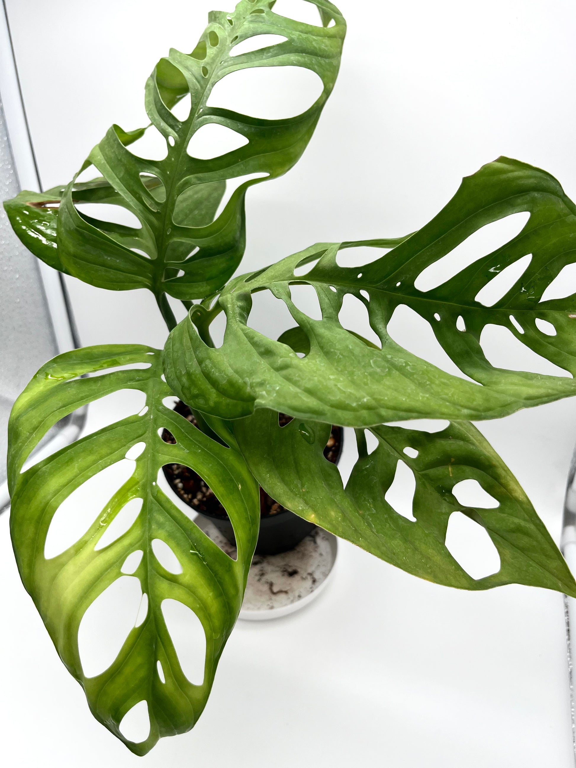 Monstera Esqueleto
