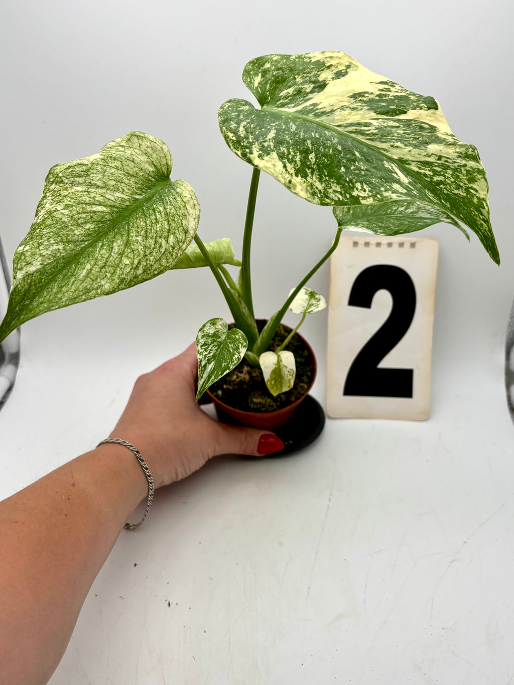 Monstera Mint Variegata