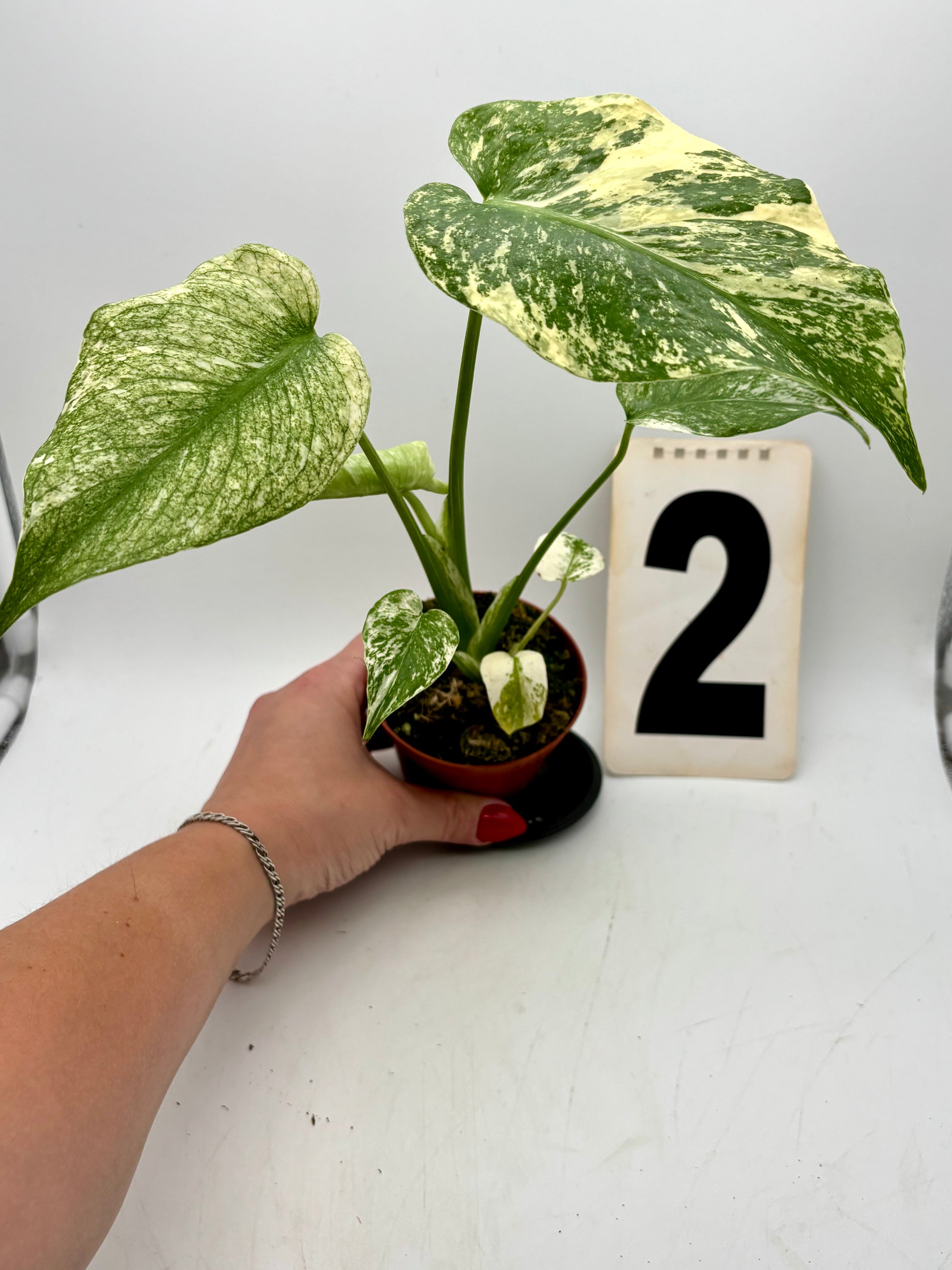 Monstera Mint Variegata