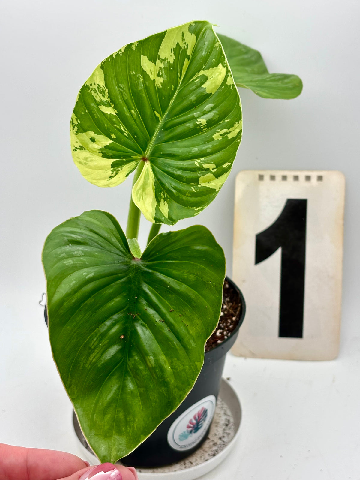 Variegierter Philodendron Plowmanii von Exotic-Flowers, grüne Blätter mit cremefarbenen Mustern, dekorative Zimmerpflanze