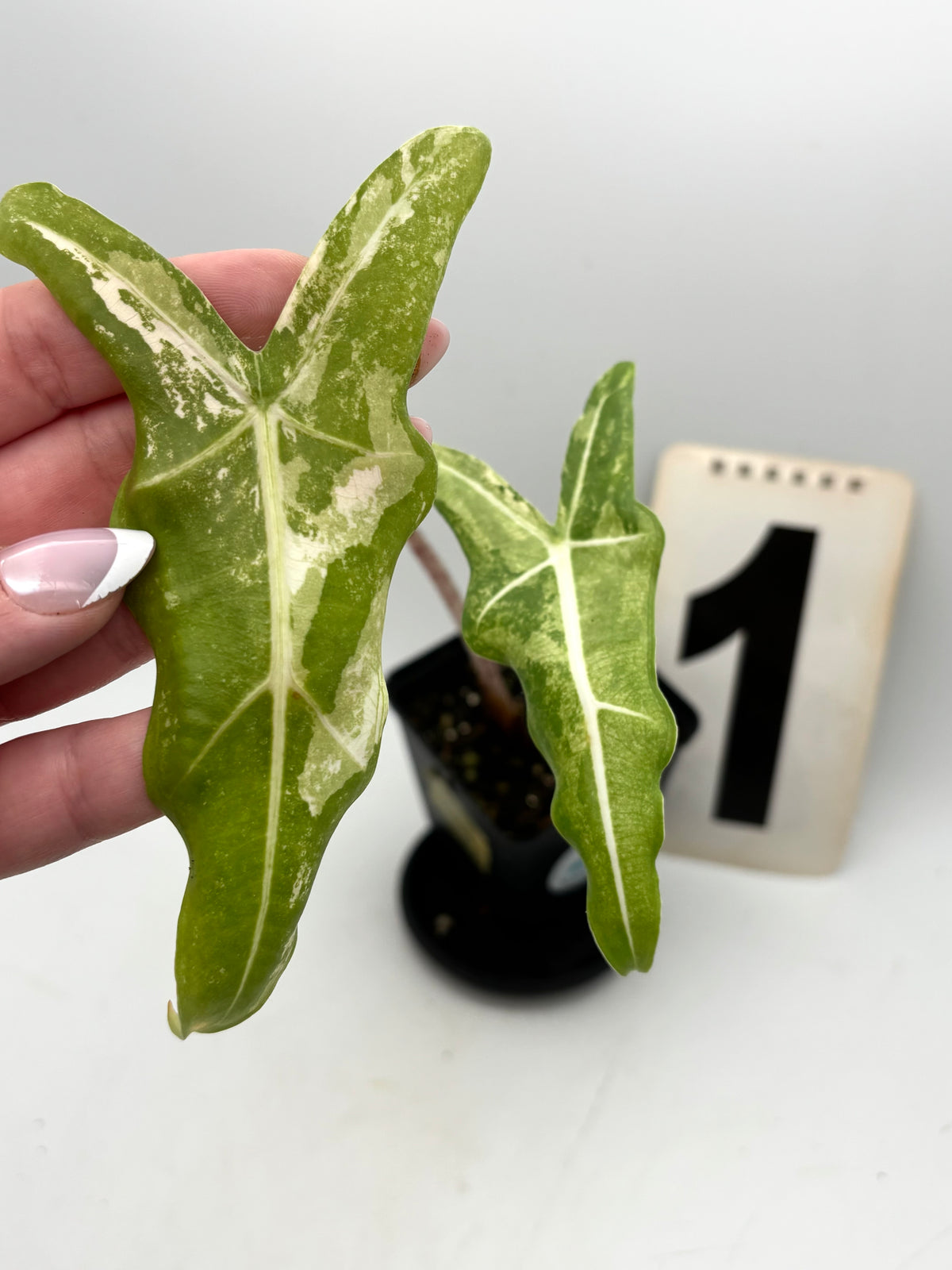 Alocasia Sarian Albo Variegata Pflanze mit großen grünen Blättern und weißen variegierten Mustern, auf natürlichem Hintergrund.