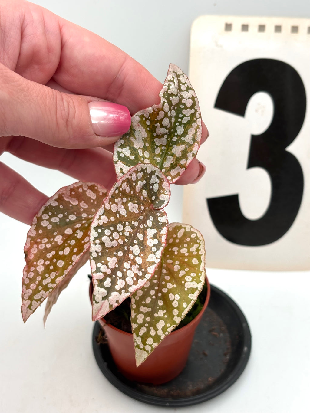 Begonie Snowcap Variegata von Exotic-Flowers, mehrfarbige Blätter mit weißen und grünen Mustern, Zimmerpflanze mit attraktiver Blattform