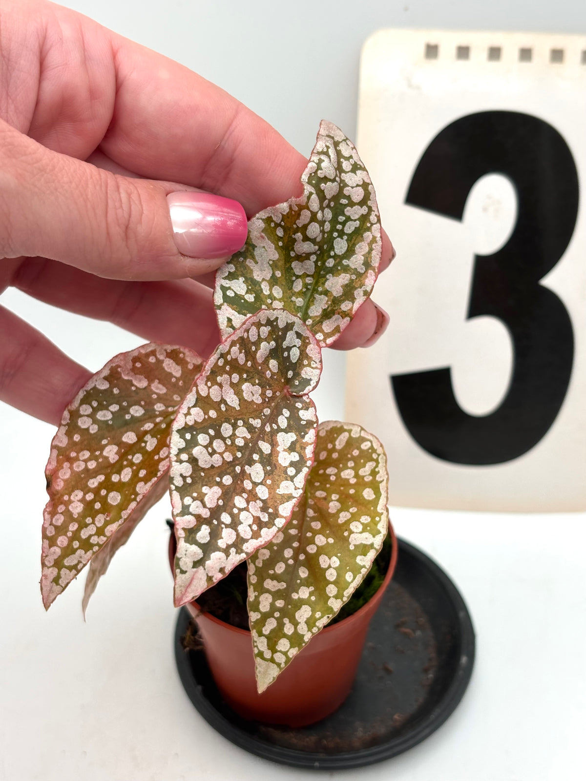 Begonie Snowcap Variegata von Exotic-Flowers, mehrfarbige Blätter mit weißen und grünen Mustern, Zimmerpflanze mit attraktiver Blattform