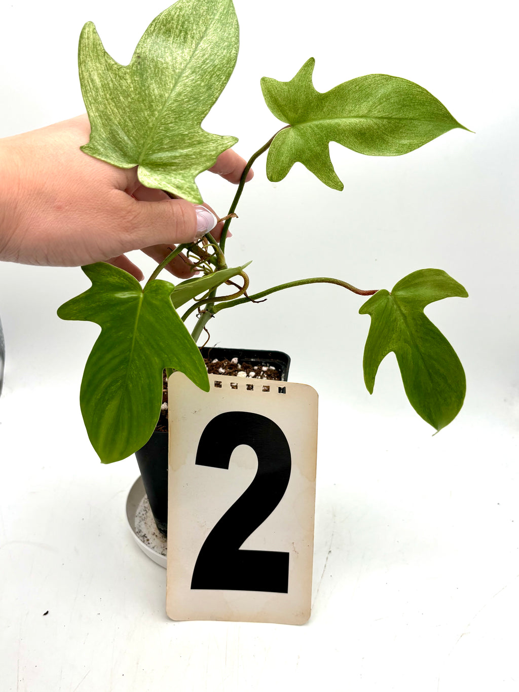 Philodendron Florida Ghost Pflanze von Exotic-Flowers mit großen, hellen Blättern und eleganter Wuchs, Indoor-Dekor.