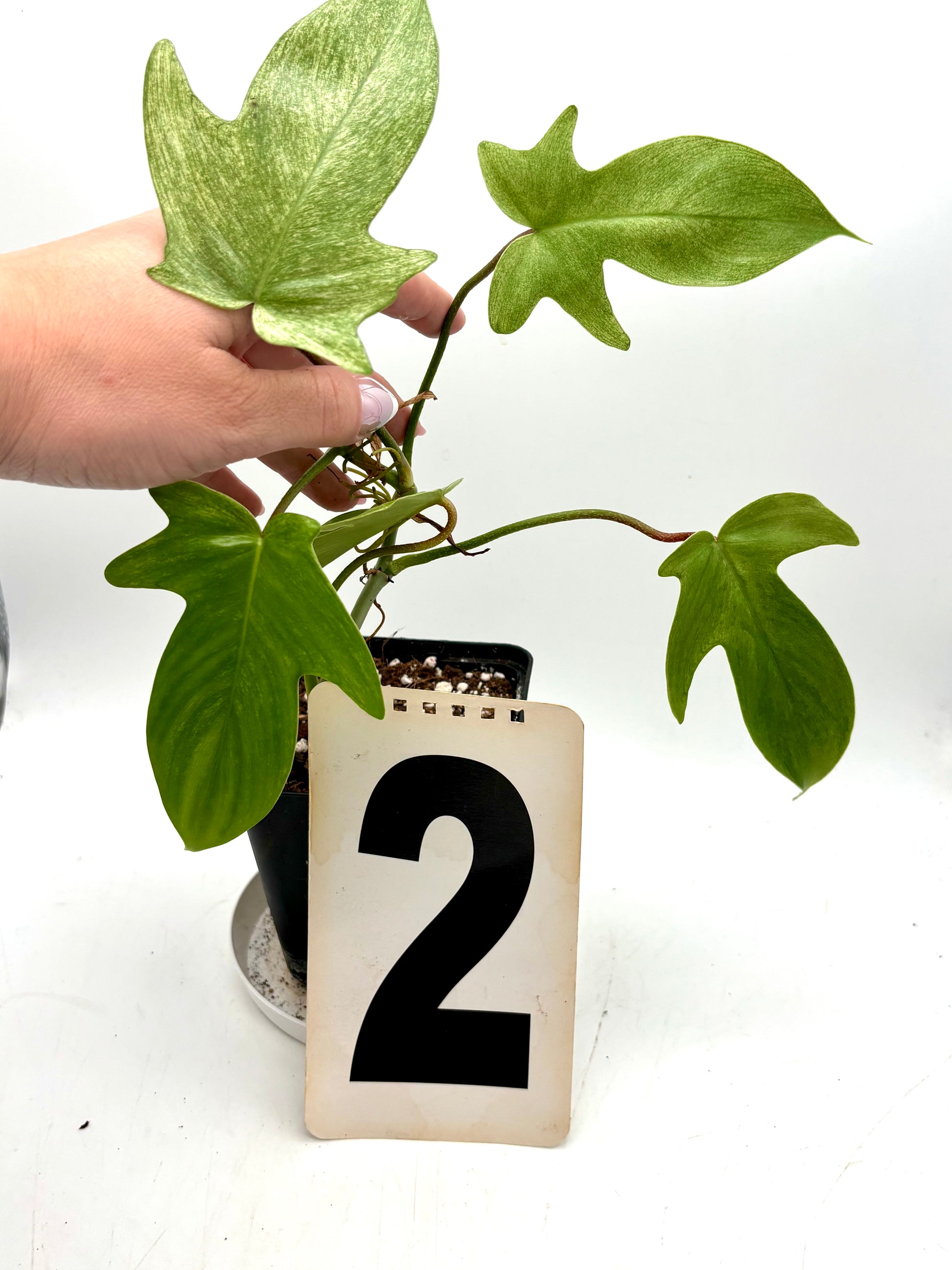 Philodendron Florida Ghost