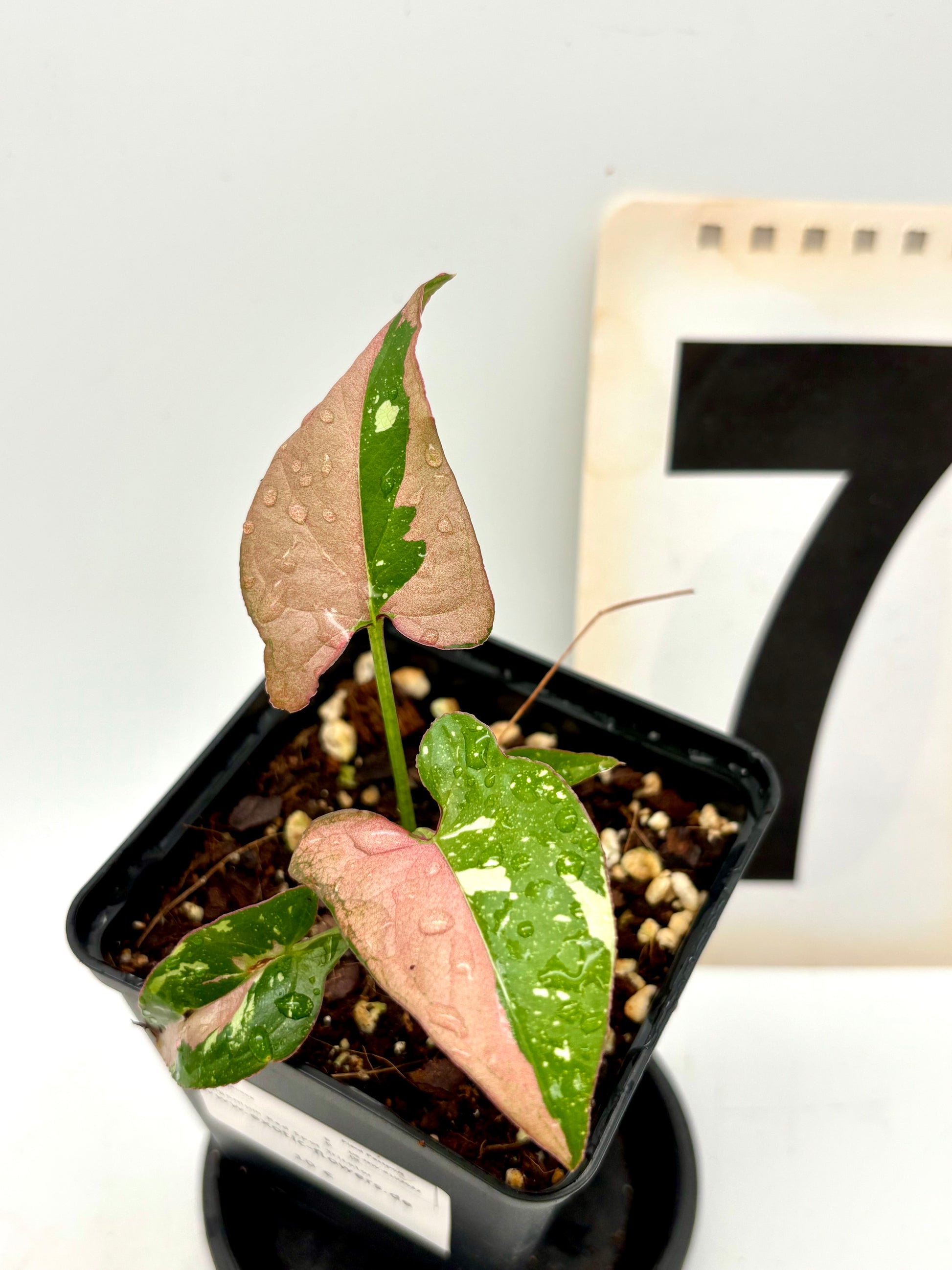 Syngonium Red Spot Tricolor