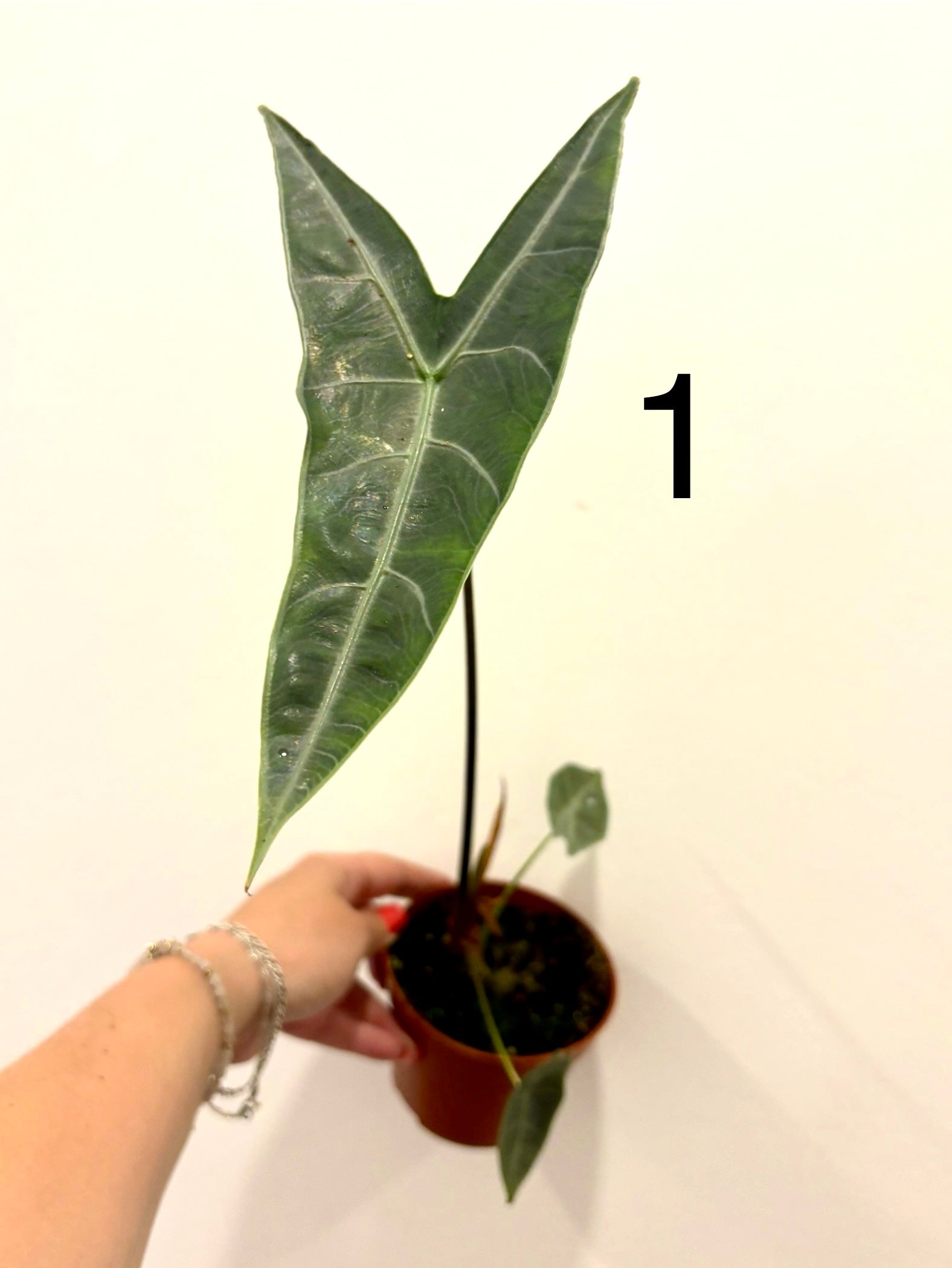 Alocasia Longiloba Silver Pflanze von Exotic-Flowers mit großen, silbernen Blättern in Top-Qualität.