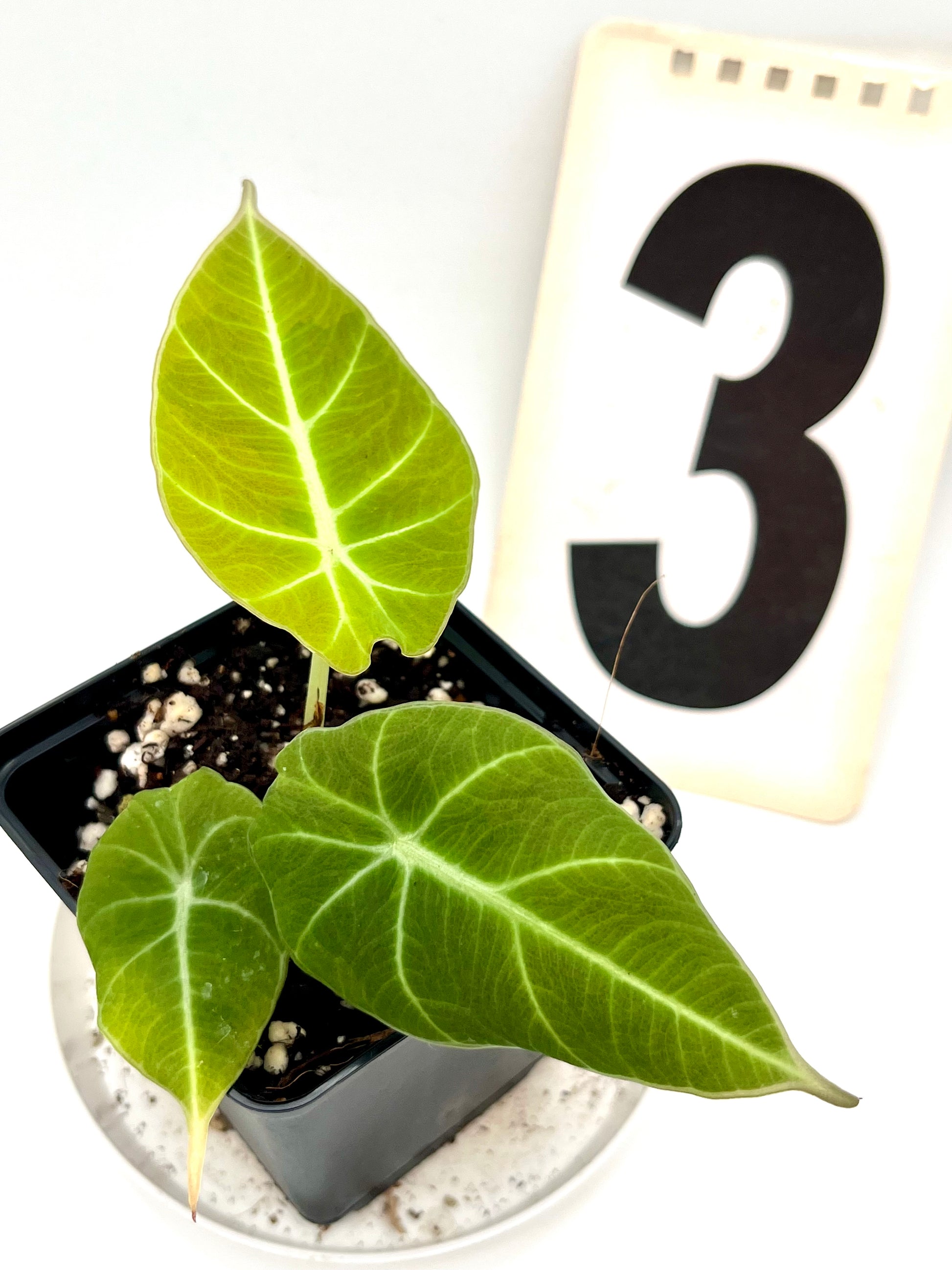 Alocasia Green Velvet