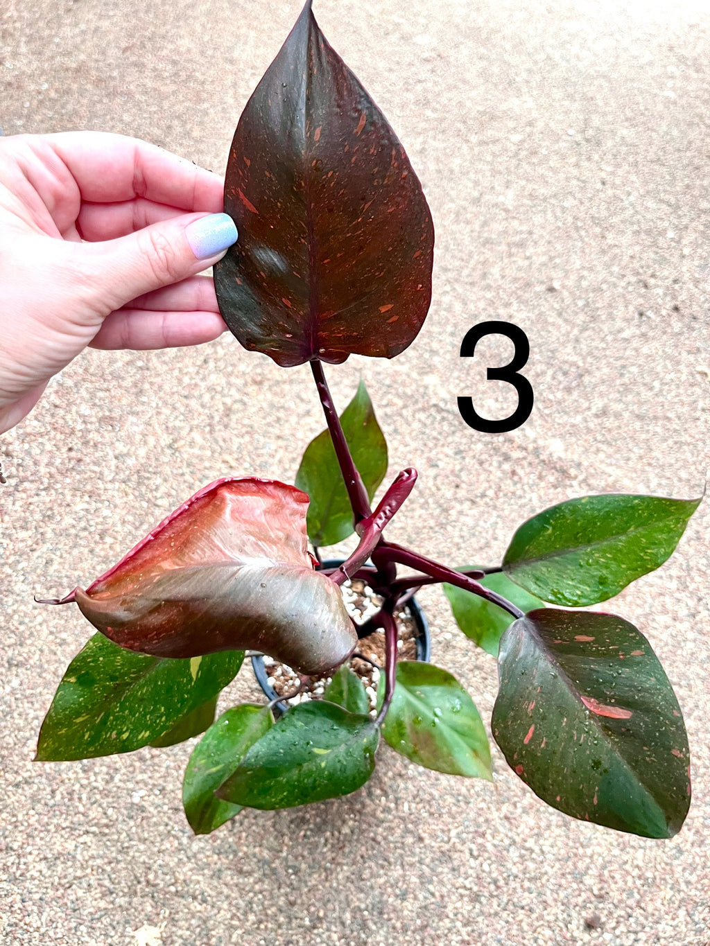 Philodendron Orange Princess