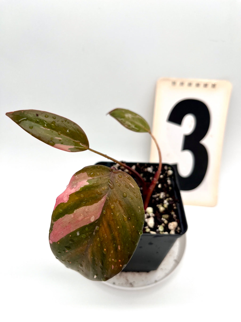 Philodendron Pink Princess
