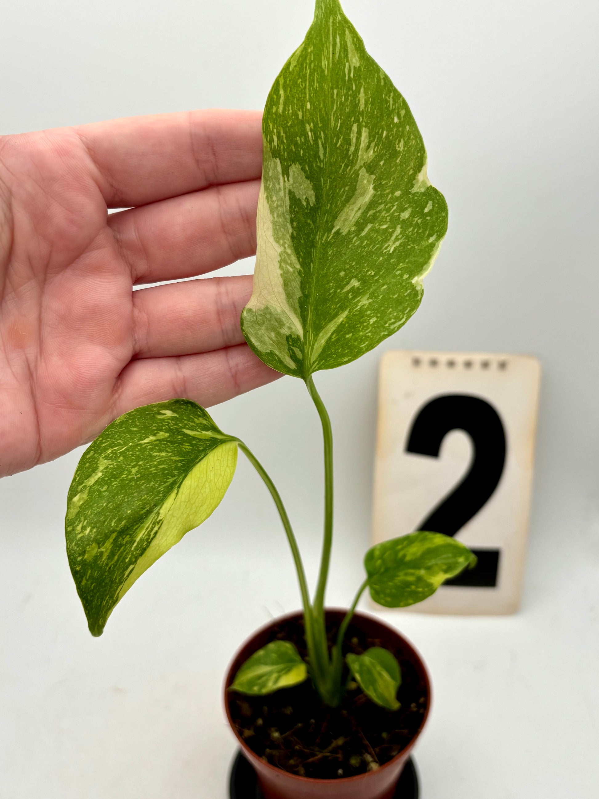Monstera Electrolyte