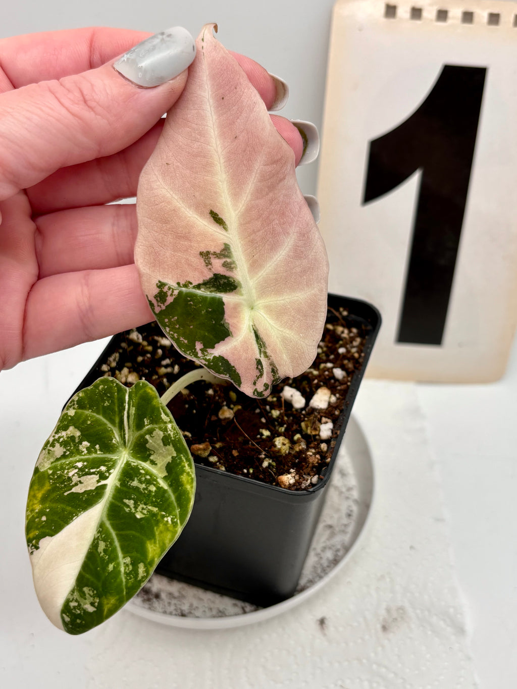 Alocasia Black Velvet Variegata