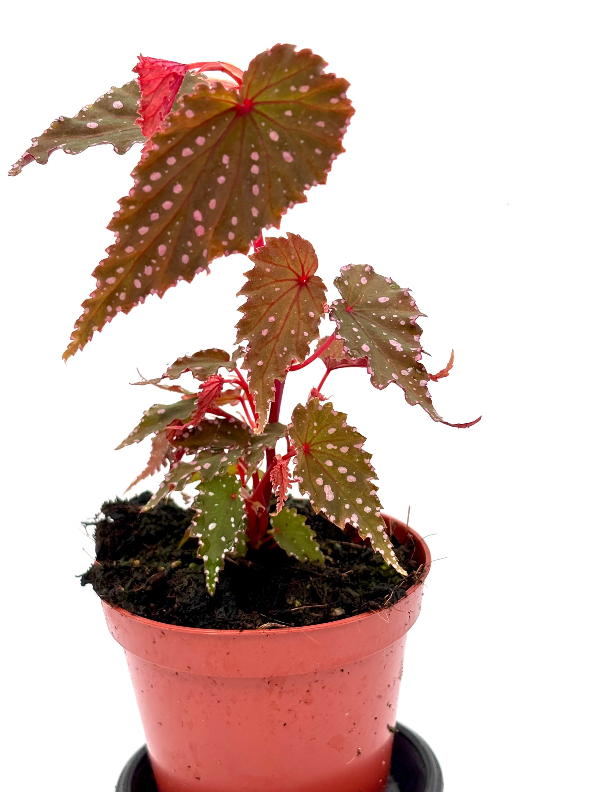 Begonia Sumatra Spotted