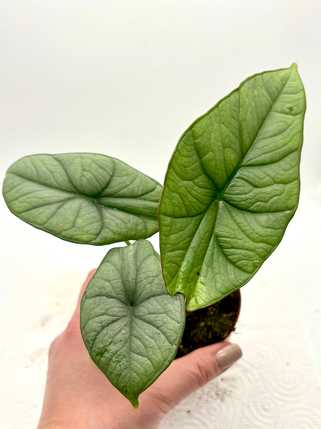 Alocasia Platinum Pflanze von Exotic-Flowers mit großen, grünen Blättern und silbernen Mustern, im Topf auf einem Tisch.
