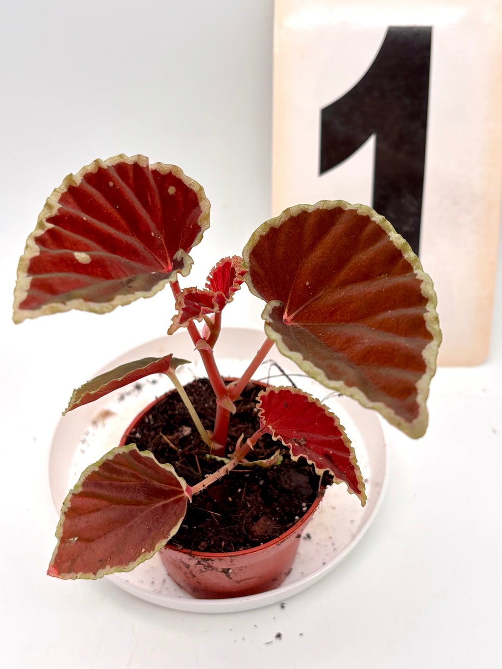 Begonia darthvaderiana ‘Green Spots’