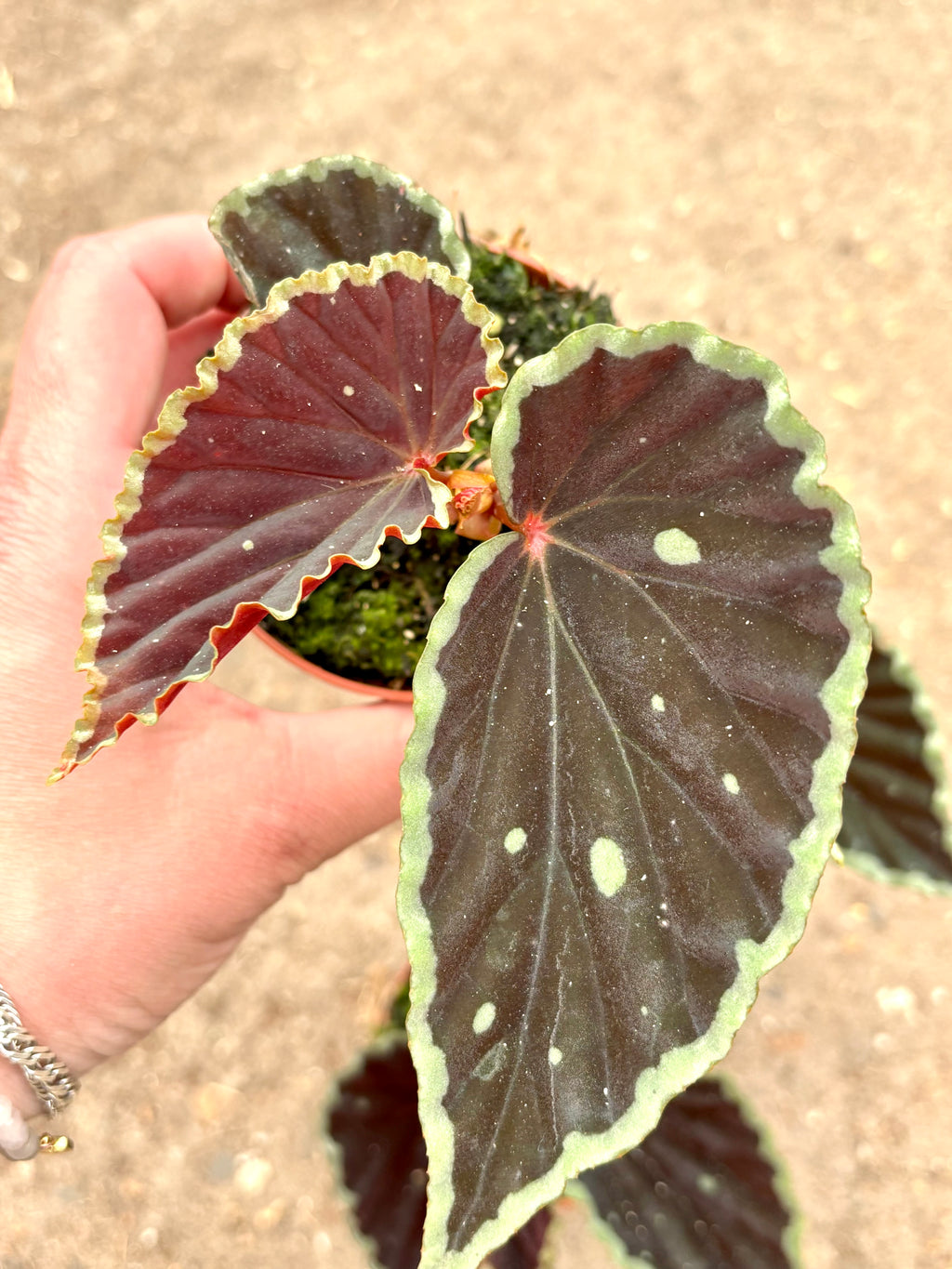 Grün-gesprenkelte Begonia darthvaderiana „Green Spots“ von Exotic-Flowers mit großen, dekorativen Blättern.