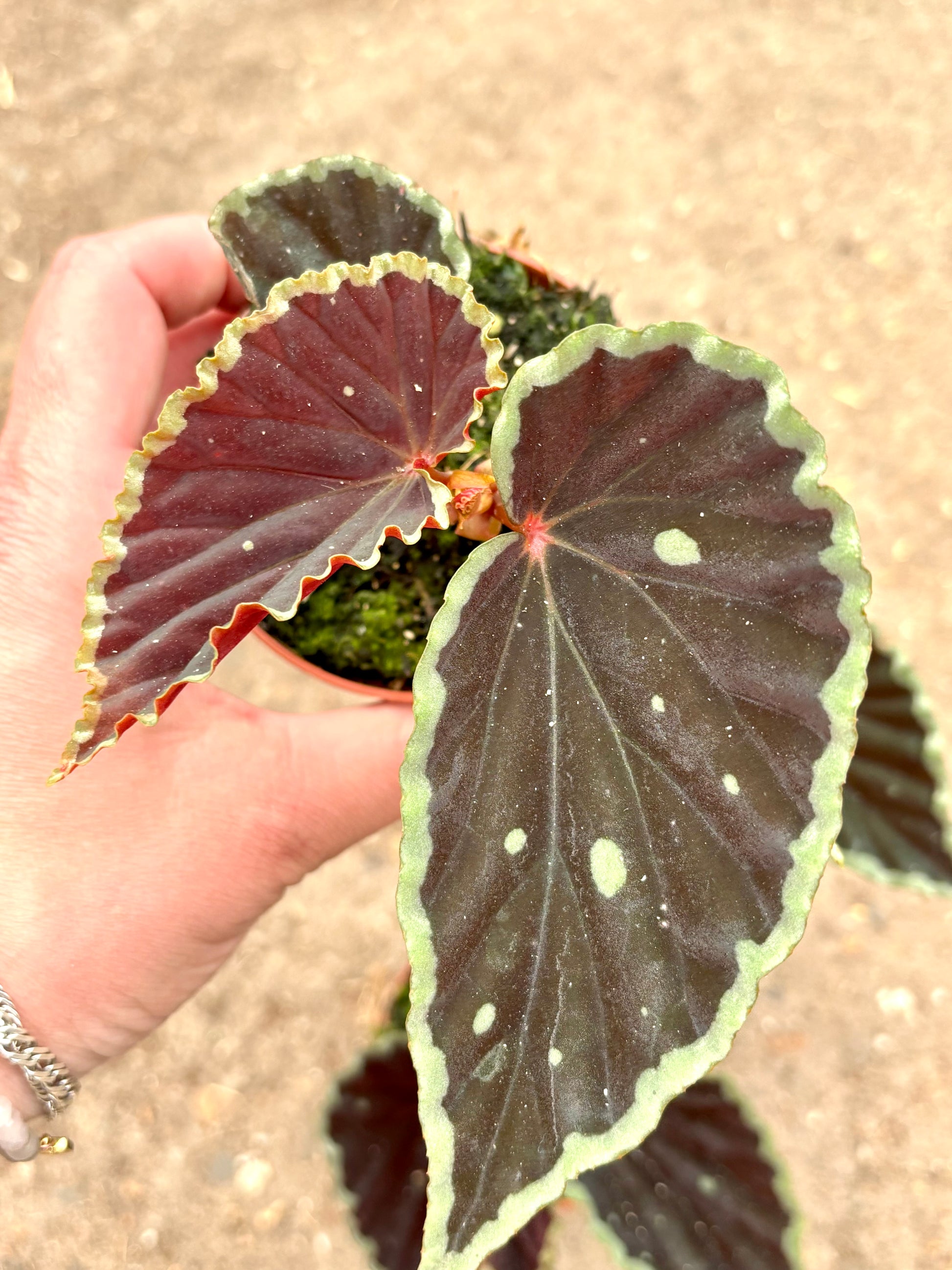 Grün-gesprenkelte Begonia darthvaderiana „Green Spots“ von Exotic-Flowers mit großen, dekorativen Blättern.