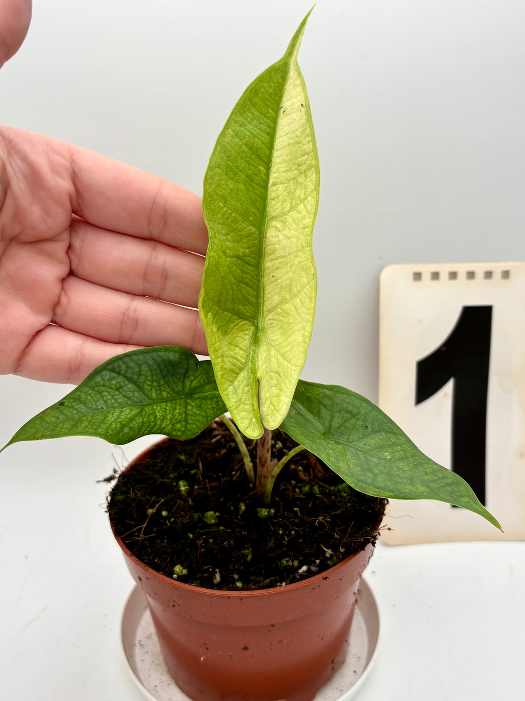 Alocasia Carpet sp Sulawesi Variegata - Exotic-Flowers