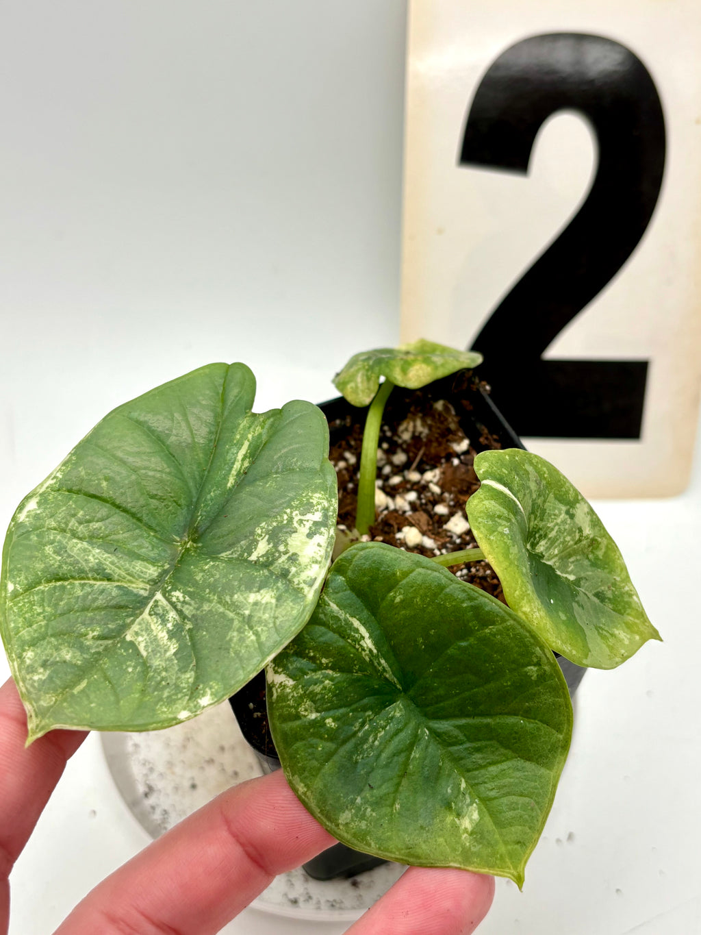 Alocasia Platinum Albo Variegata