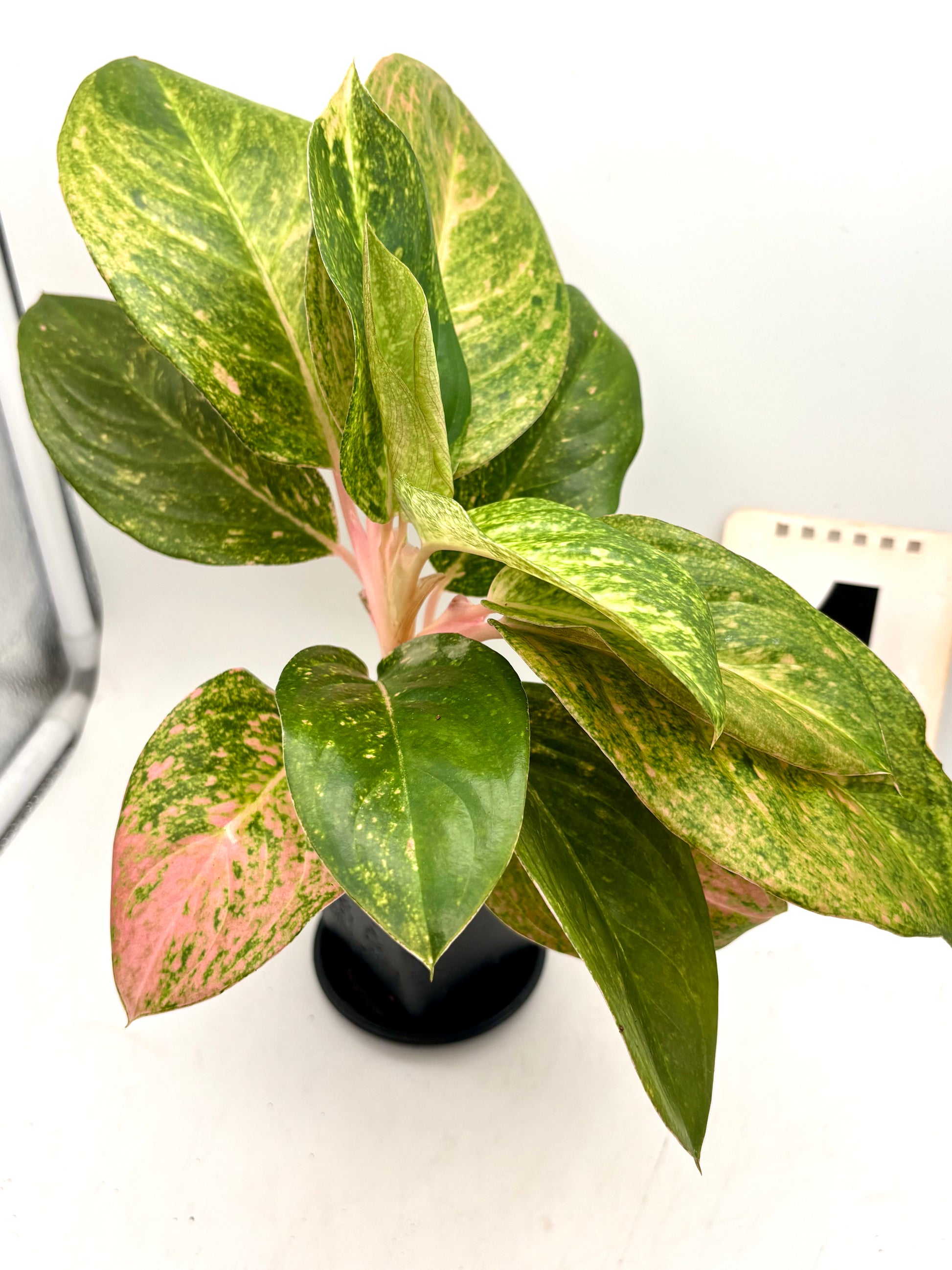 Aglaonema Pink Emerald