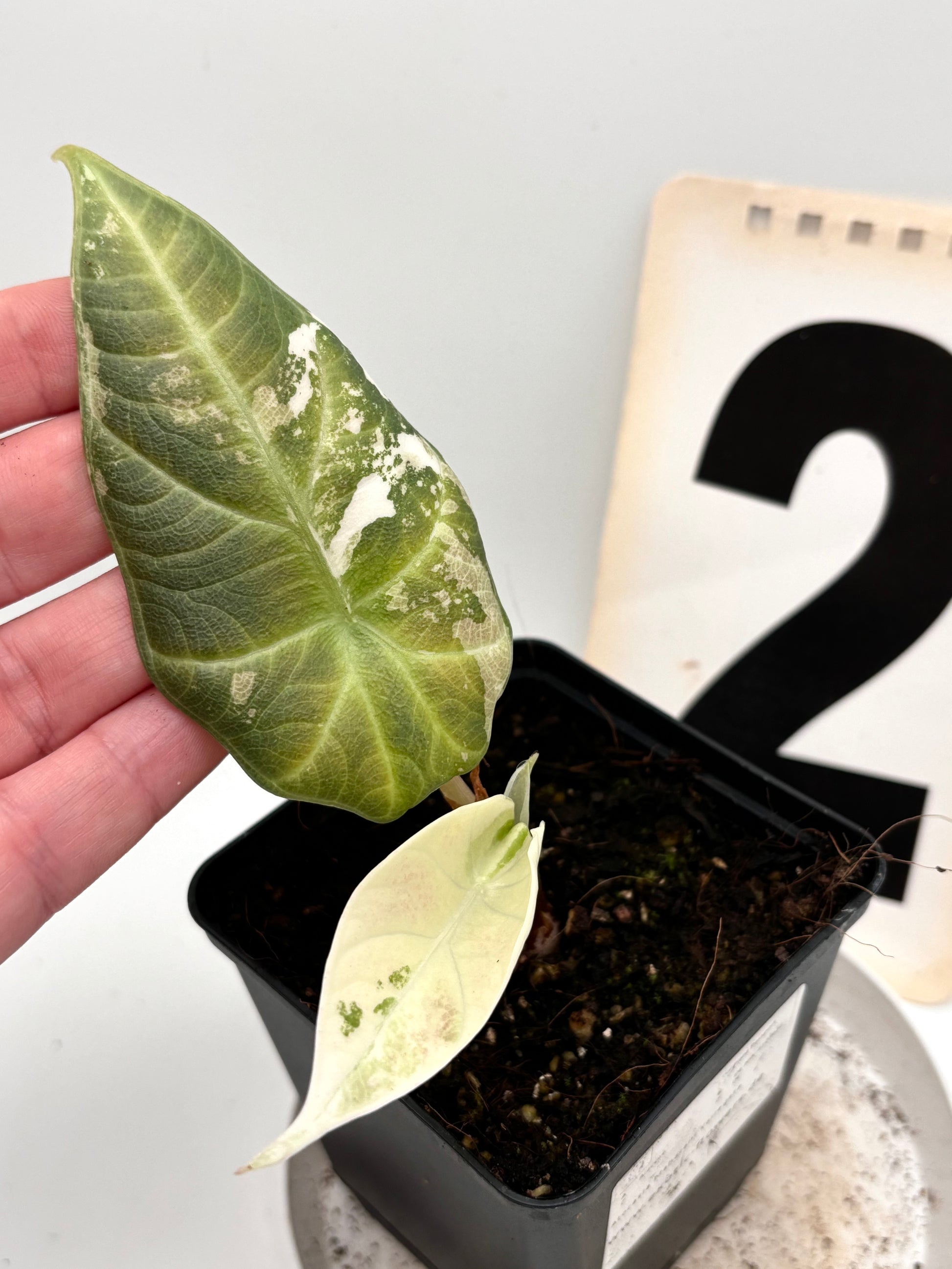 Alocasia Maharani Variegata