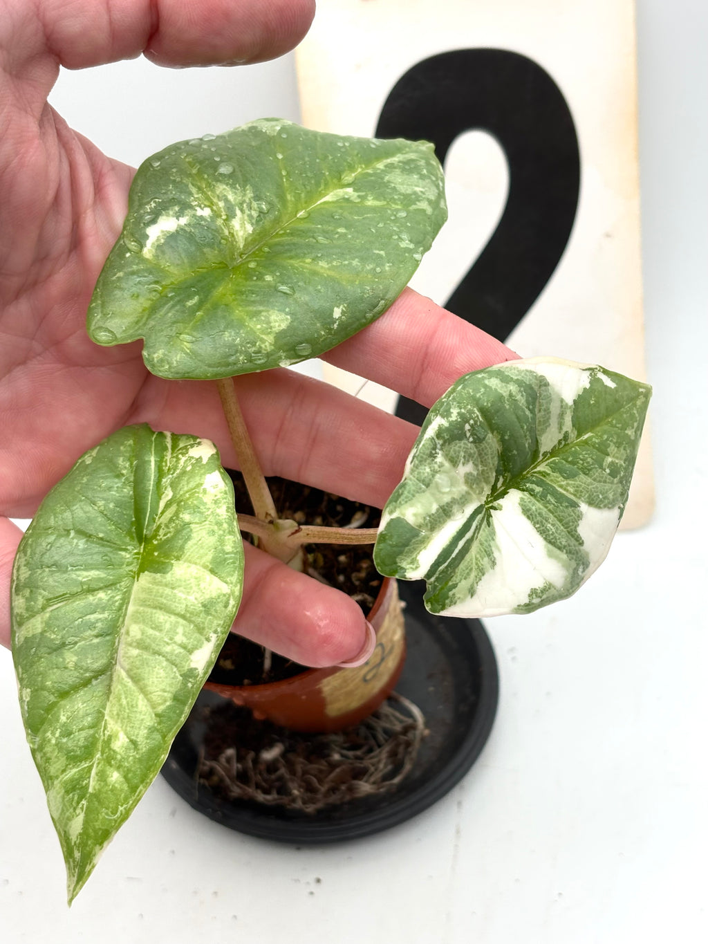 Alocasia Platinum Albo Variegata Pflanze mit großen grünen Blättern und weißen variegierten Mustern, aufrecht wachsend, im Topf.