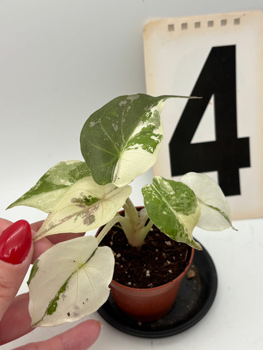 Alocasia Wentii Albo mit rosa Variegation, exotische Zimmerpflanze mit großen grünen Blättern und weißen Mustern, von Exotic-Flowers