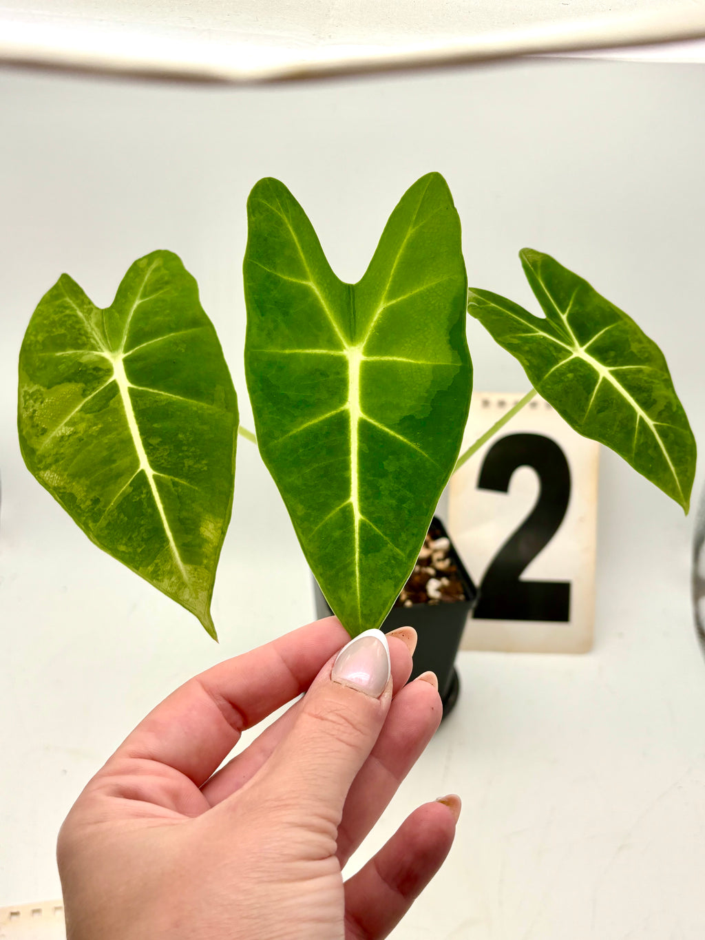 Alocasia Frydek Aurea Pflanze mit großen grünen Blättern und goldgelben Akzenten, exotische Zimmerpflanze von Exotic-Flowers