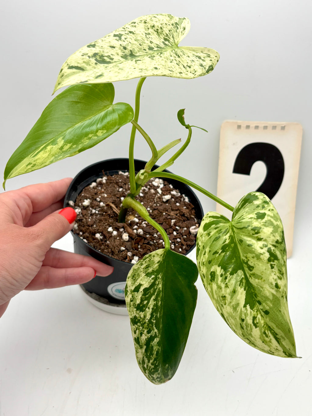 Philodendron Ilsemanii Pflanze von Exotic-Flowers mit großen grünen Blättern, Nahaufnahme der Blattform und Textur