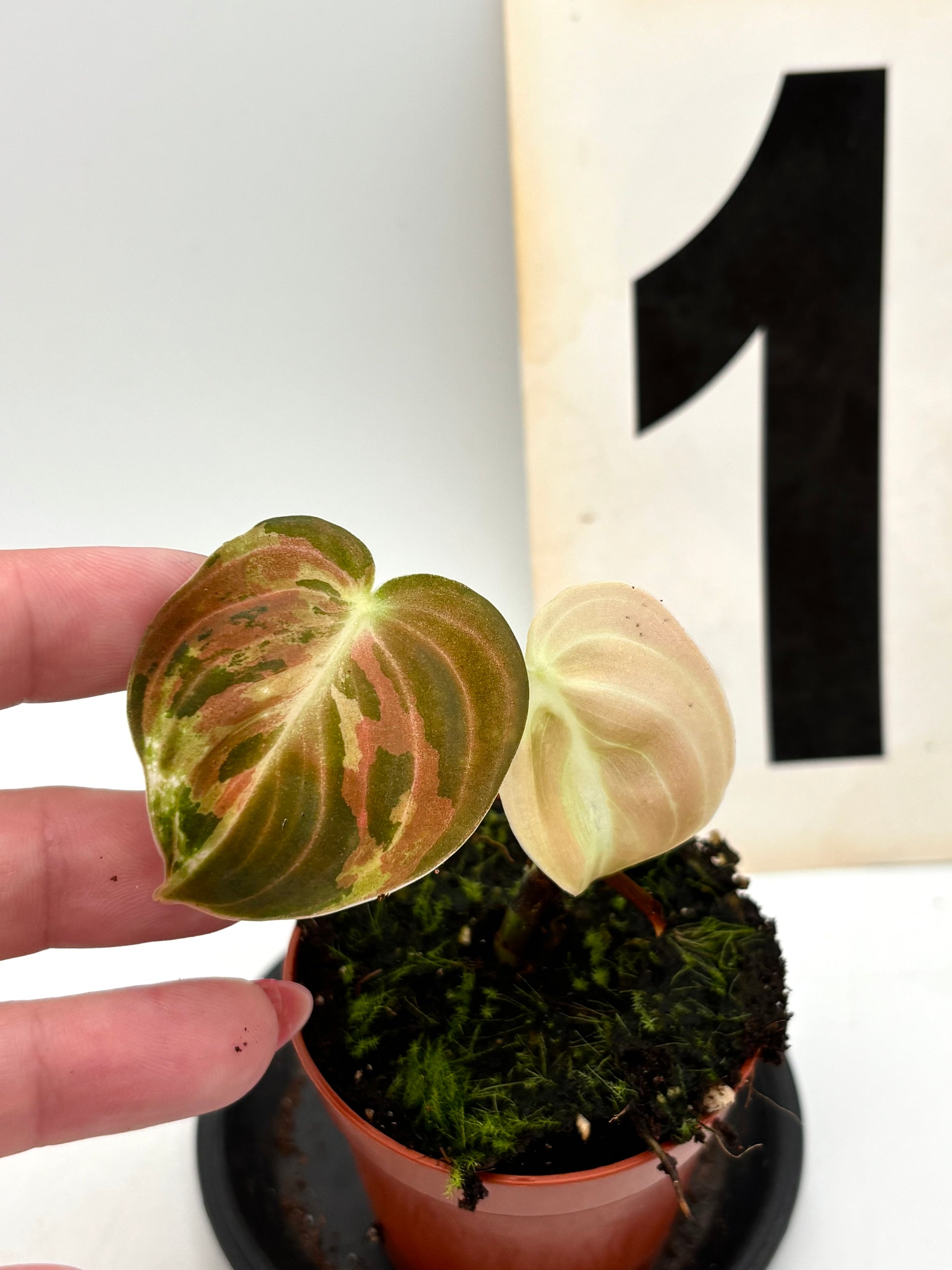 Philodendron Melanochrysum Variegata