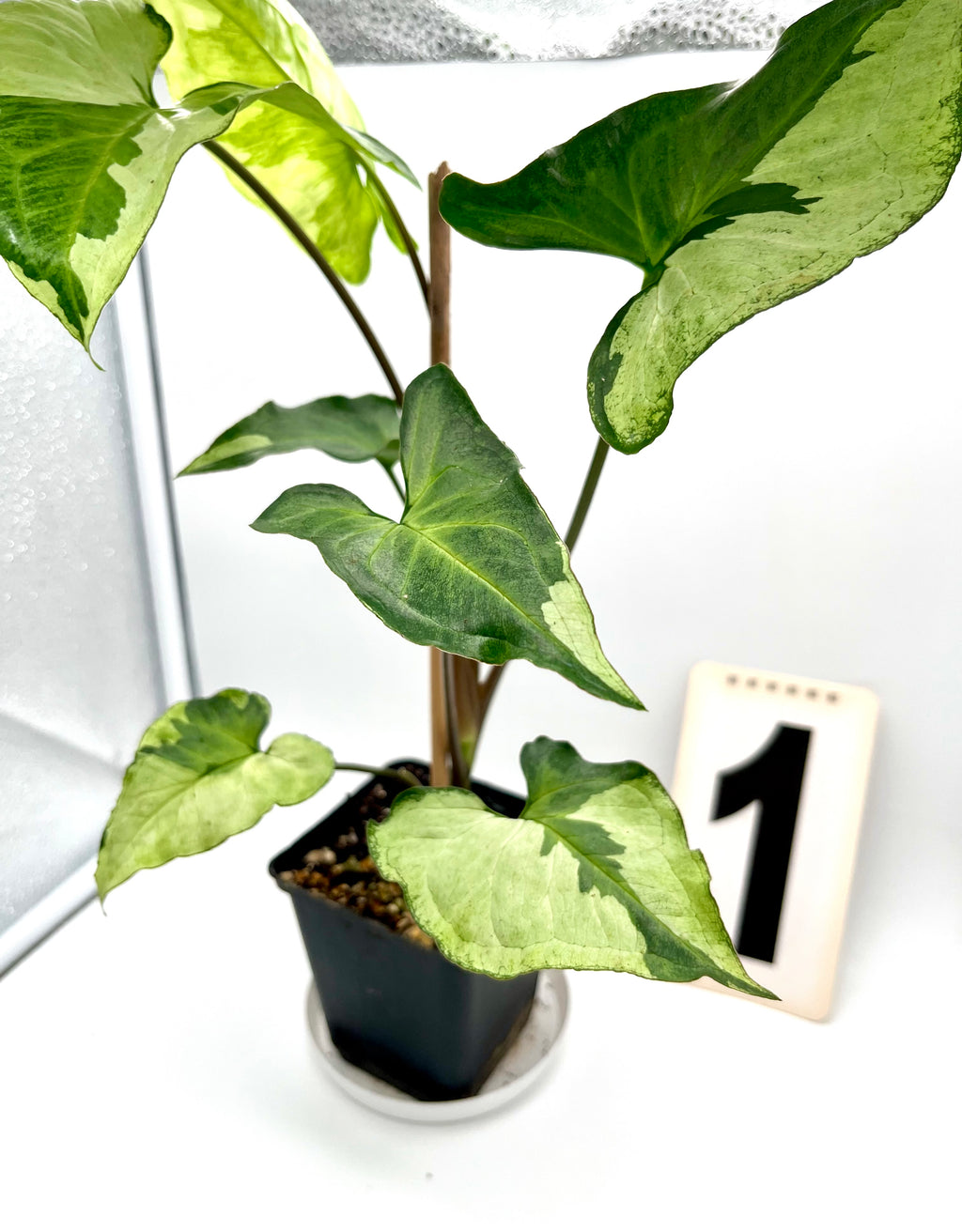 Syngonium Three Kings