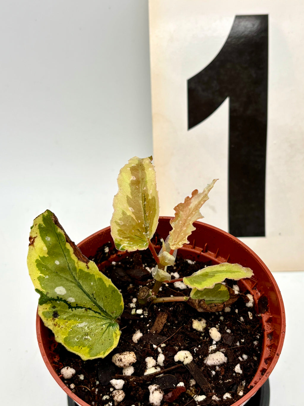 Begonia Dainty Spray Sport Variegata von Exotic-Flowers mit grün-weißen Blättern und zarten Blüten, im Top gepflegt.