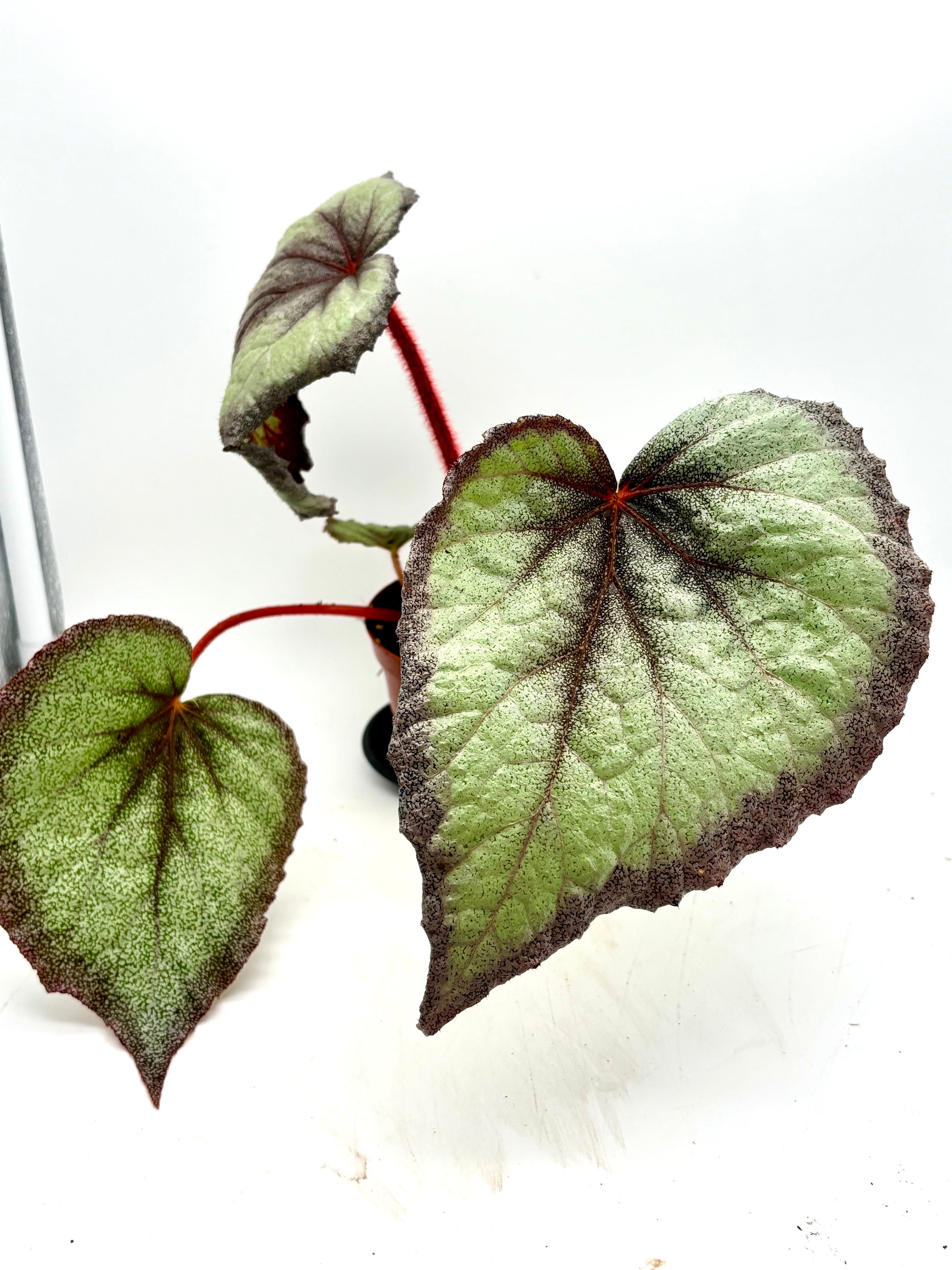 Begonia Flamingo Soul