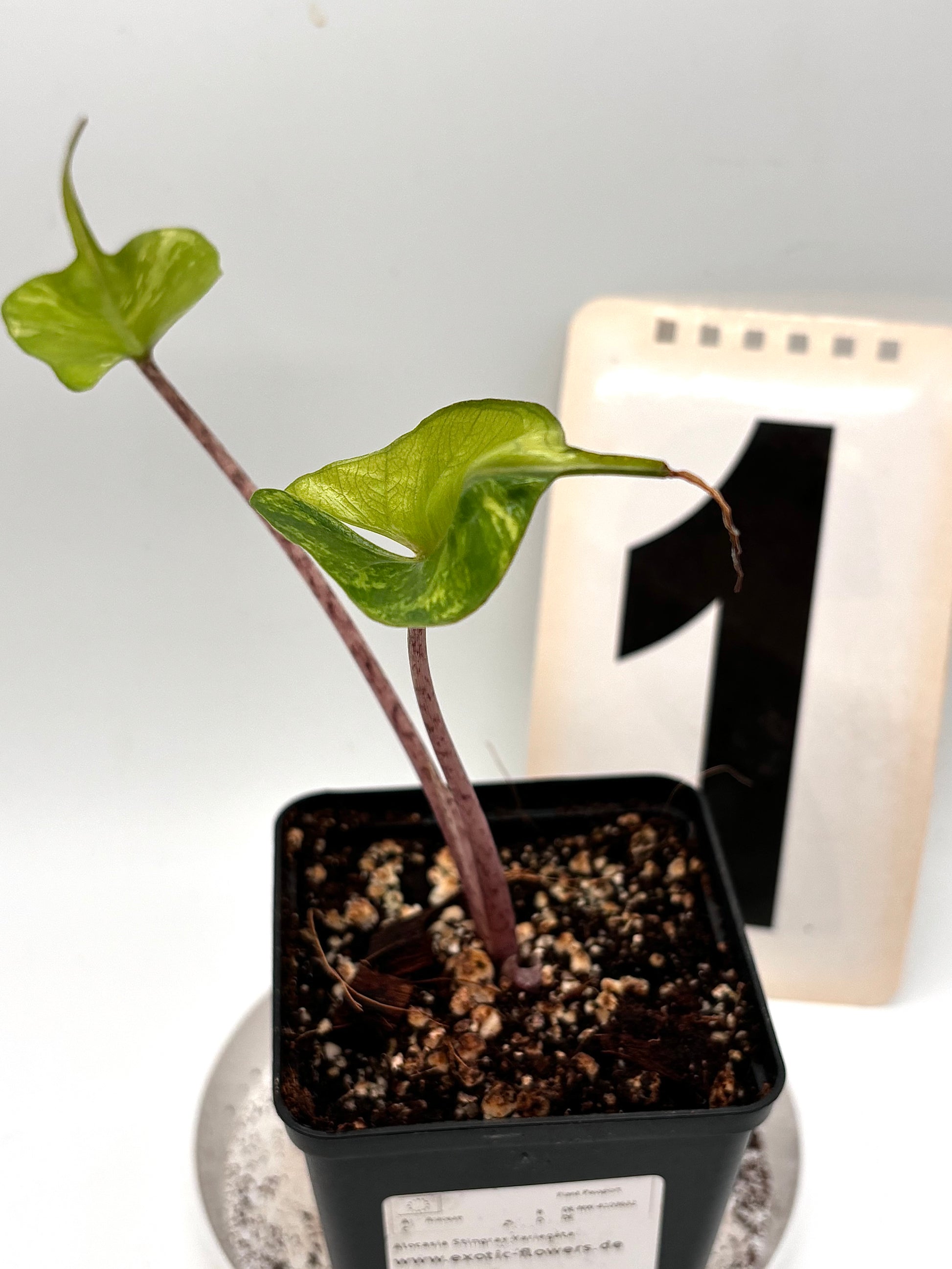 Alocasia Stingray Variegata