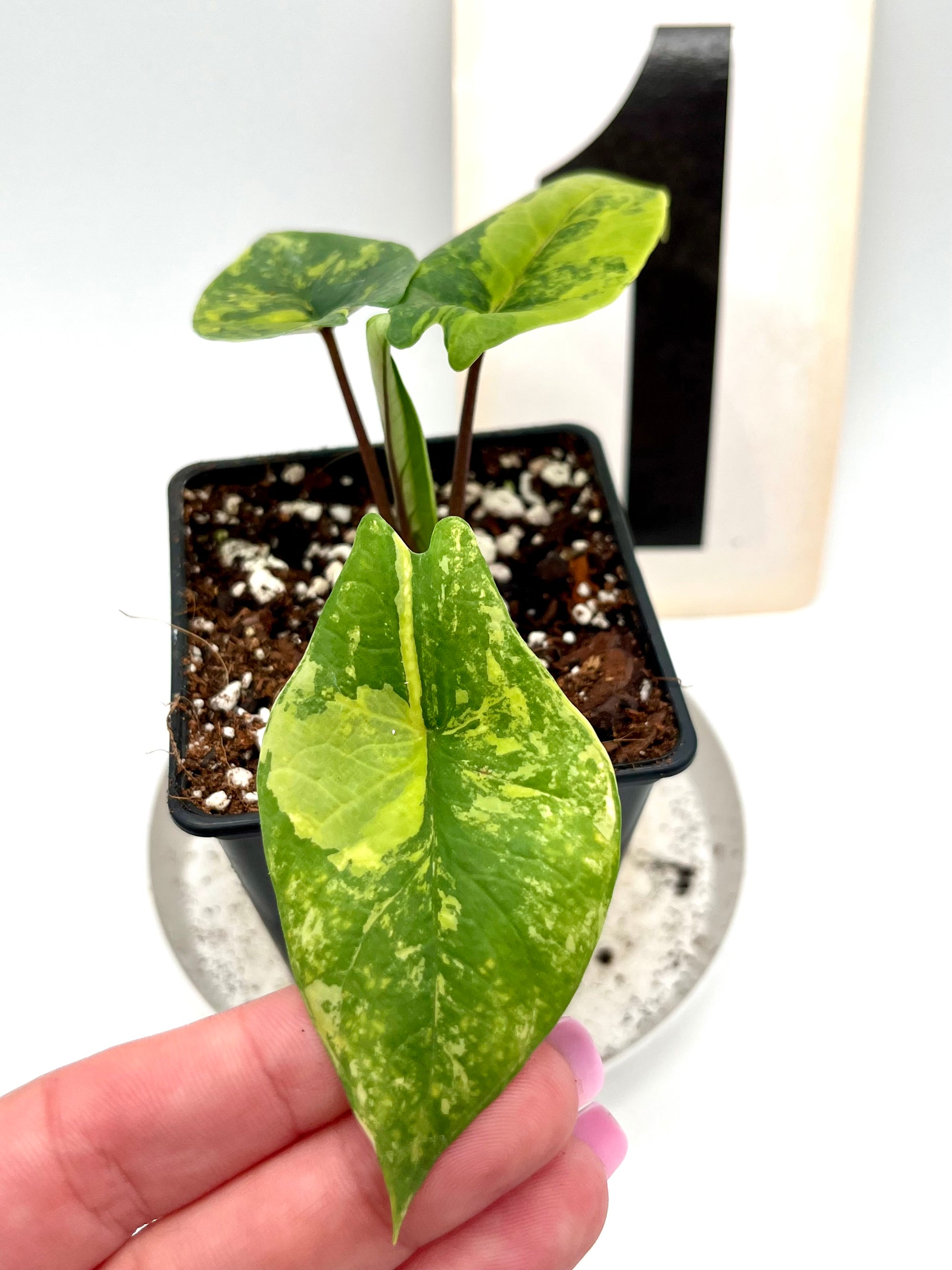 Alocasia Scalprum Variegata