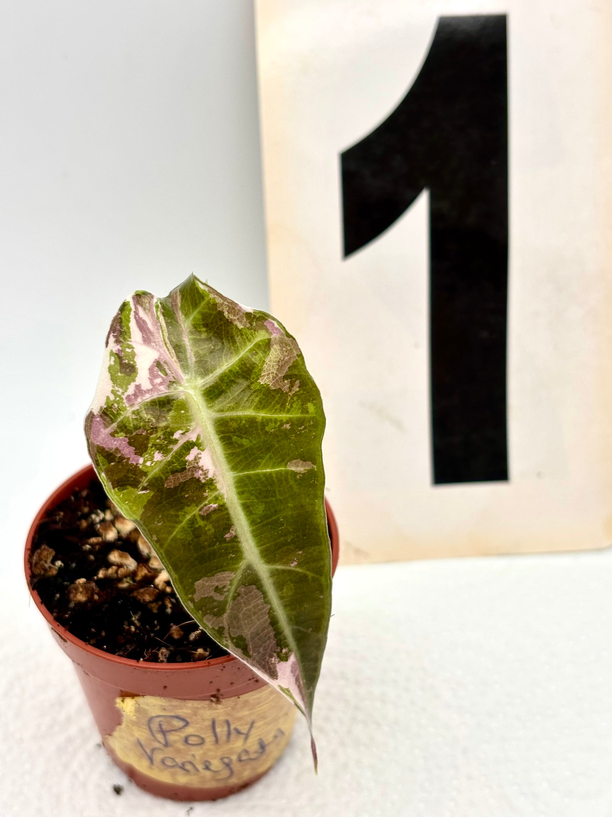 Alocasia Polly Variegata Pflanze mit grünen und weißen variegierten Blättern, dekoratives Zimmerpflanze von Exotic-Flowers