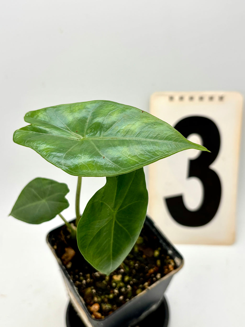 Alocasia Princeps