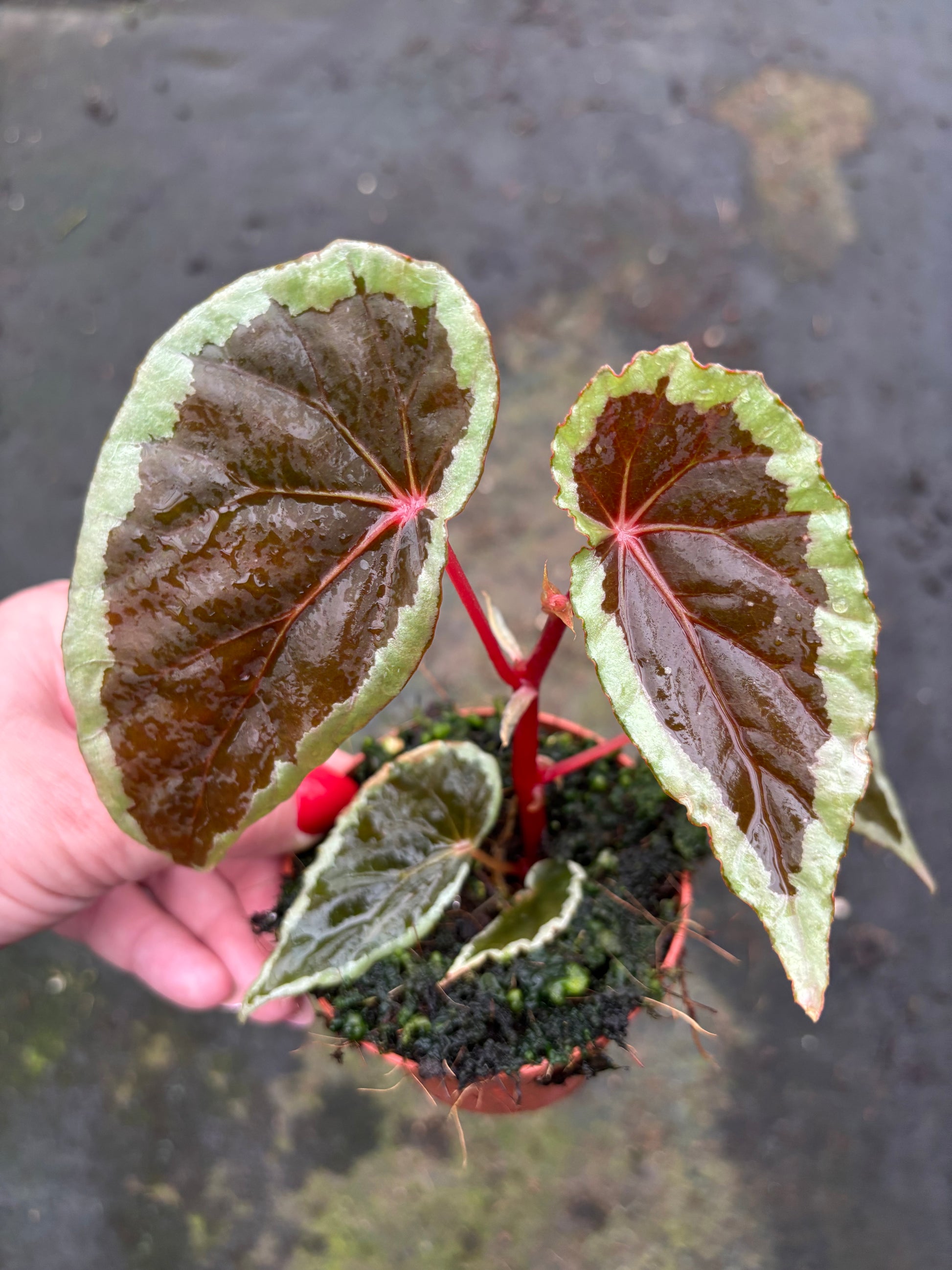 Exotische Begonia Baramensis Pflanze mit grünen Blättern und roten Blüten, von Exotic-Flowers.