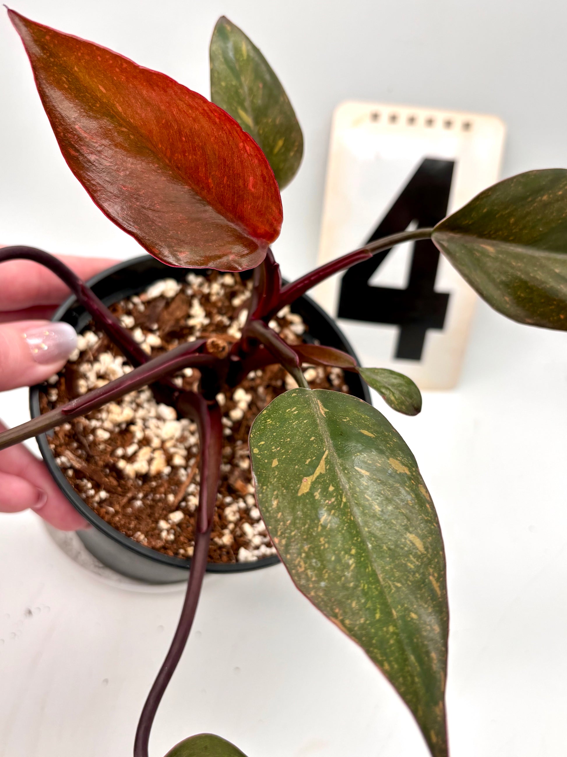 Philodendron Orange Princess - Exotic-Flowers