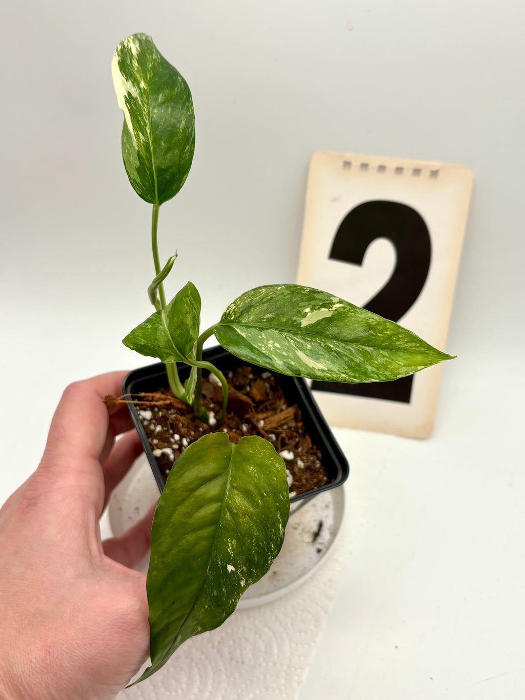 Epipremnum Pinnatum Variegata