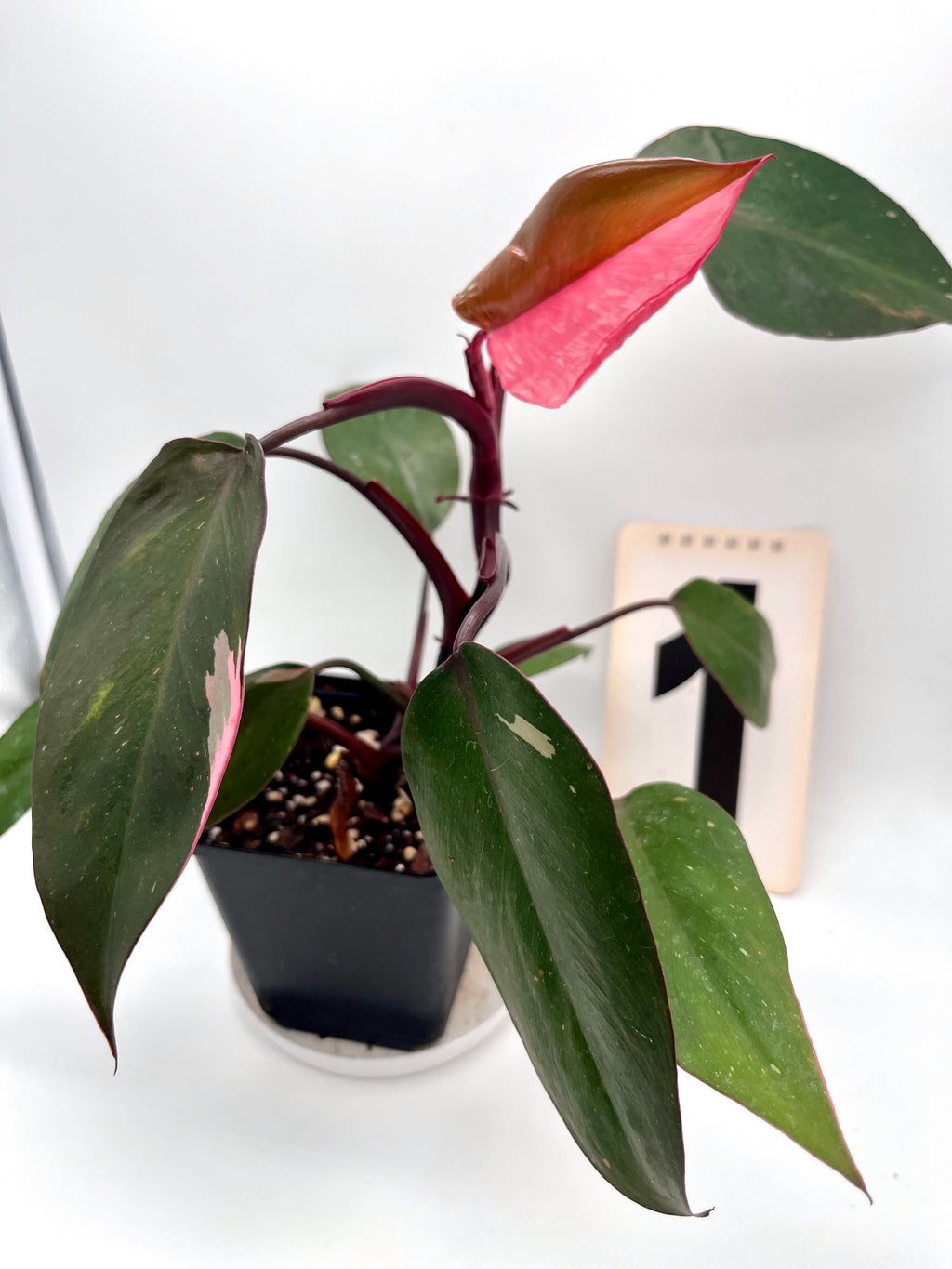 Philodendron Pink Princess