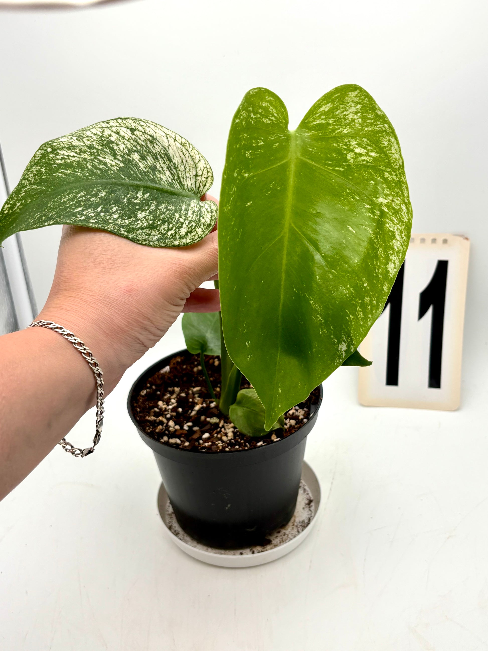 Große Monstera Devil Monster Pflanze von Exotic-Flowers mit markanten, geschnittenen Blättern, ideal für tropische Innendekoration