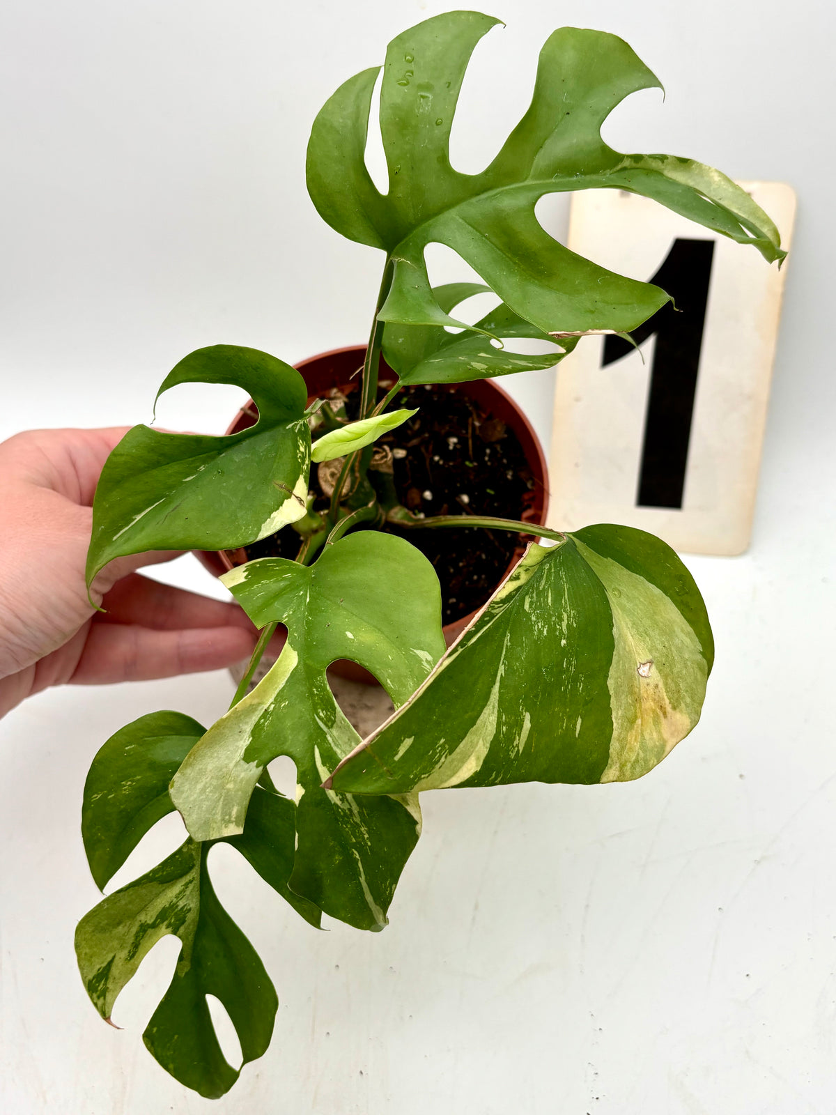 Rhaphidophora Tetrasperma Albo Variegata / Monstera Minima